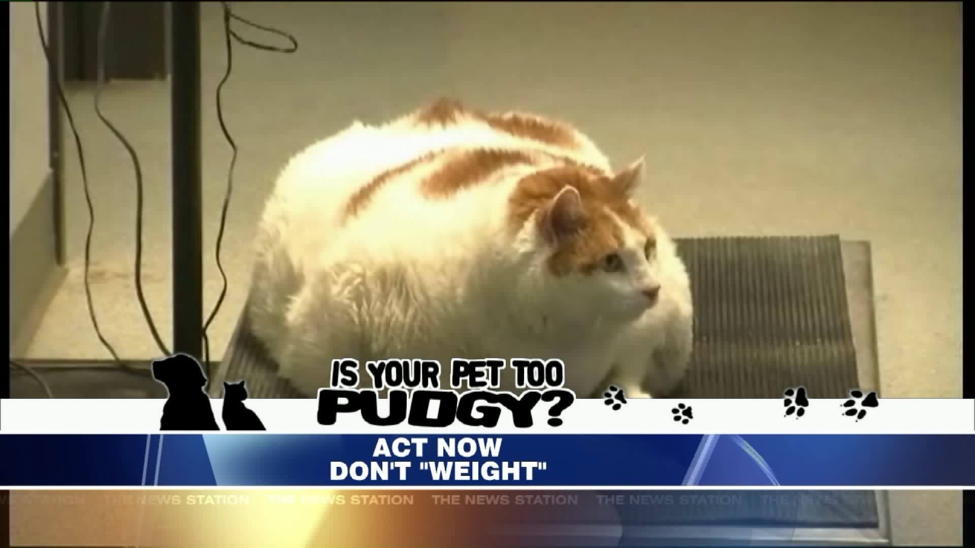 Is Your Pet Too Pudgy?