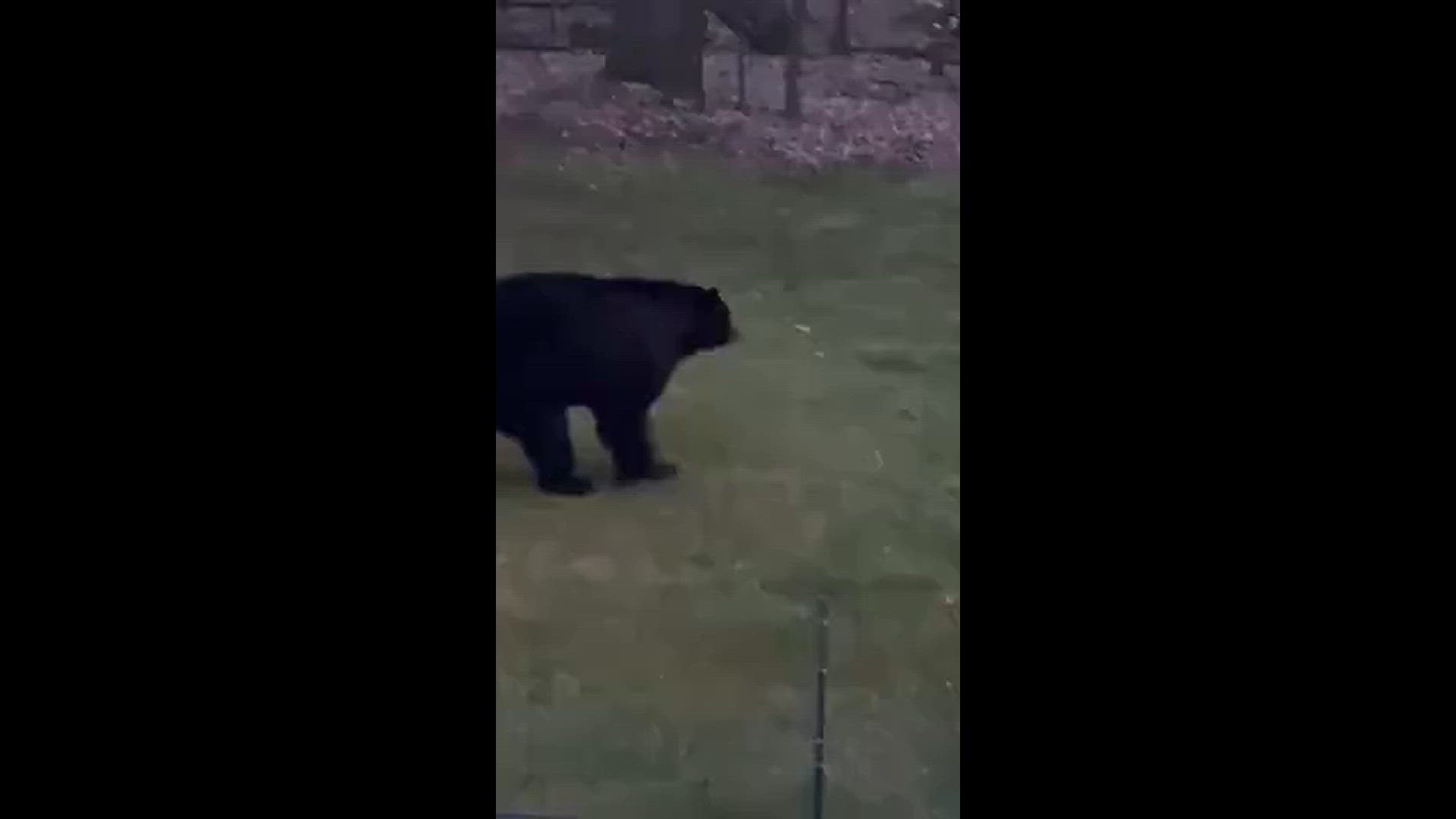 Bear Looking For Food Wnep