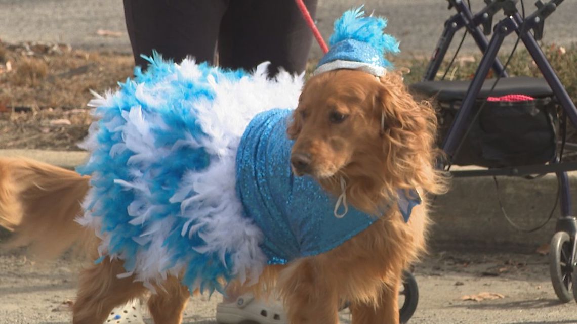 Halloween pet parade in Throop