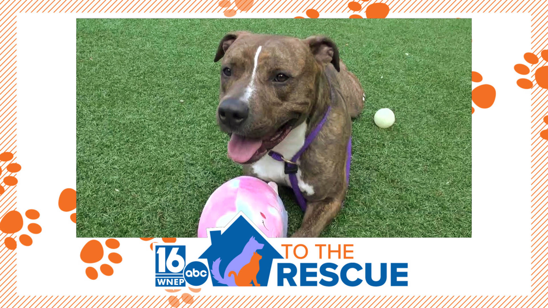 In this week's 16 To The Rescue, we meet a pit bull mix who is probably about 2 or 3 years old. Rocky has been living at the SPCA of Luzerne County for almost a year