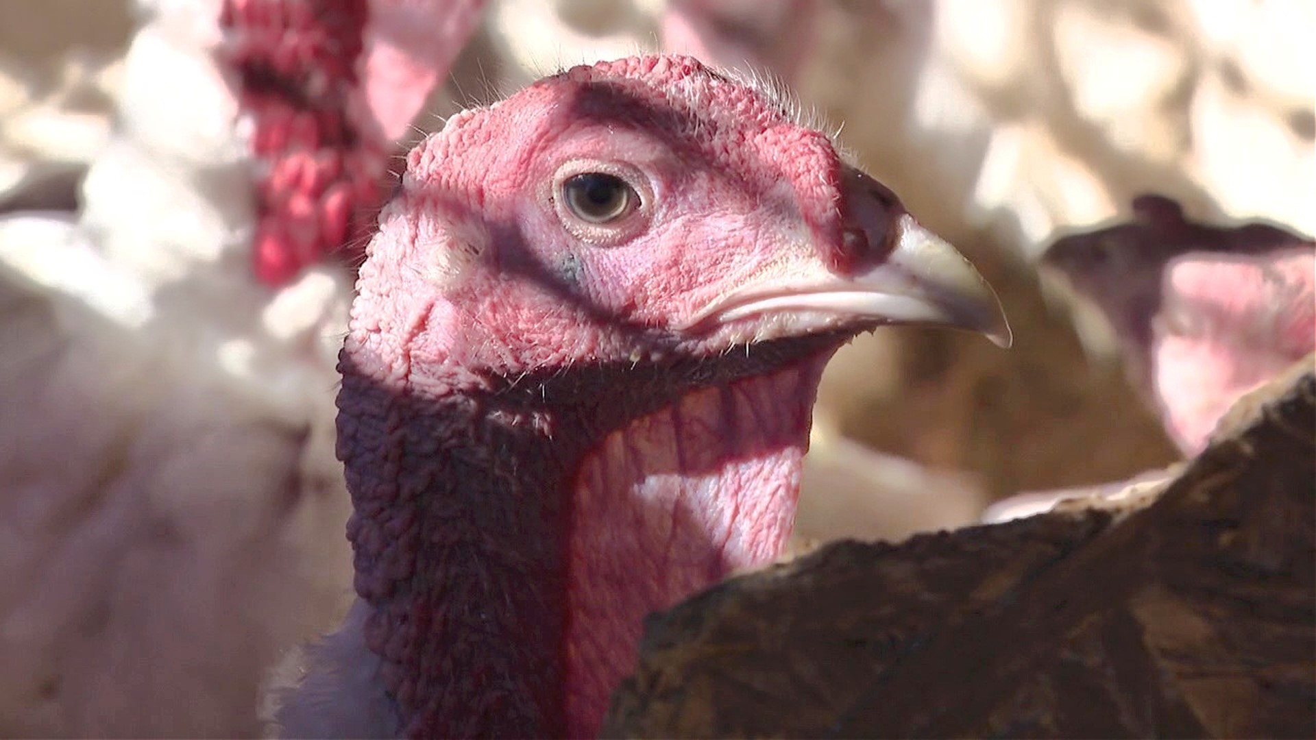 Newswatch 16's Amanda Eustice stopped by a turkey farm in the Poconos to find out why.