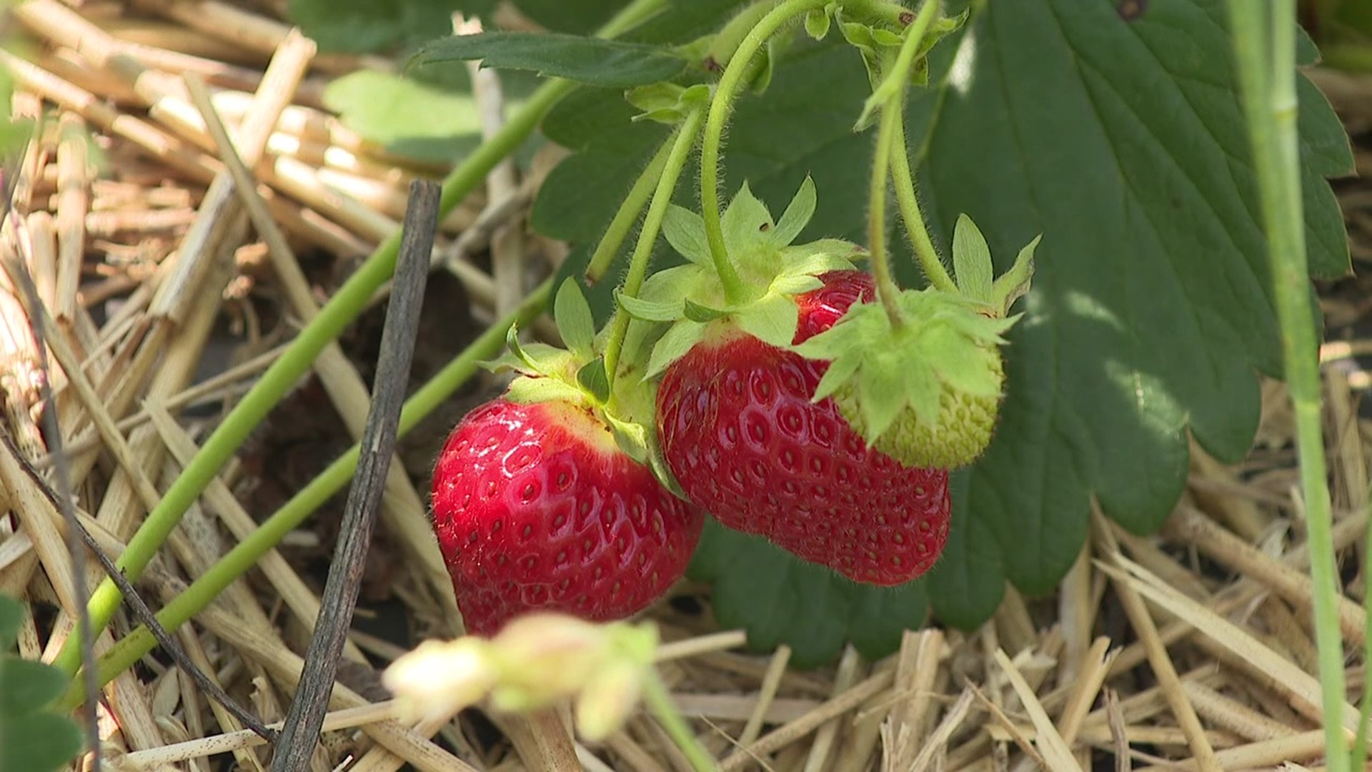 After some cold weather in the spring that had farmers worried, it looks like a great year for strawberries, and folks are out picking.