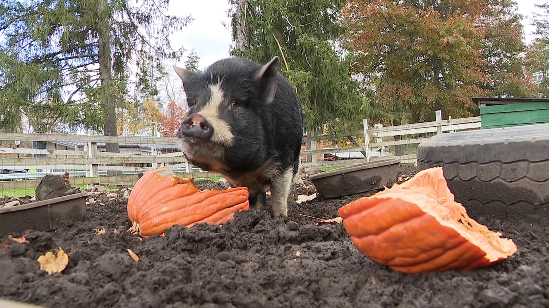 If you're looking to re-purpose your pumpkins Newswatch 16's Emily Kress tells us how you can help treat some farm animals in Luzerne County.