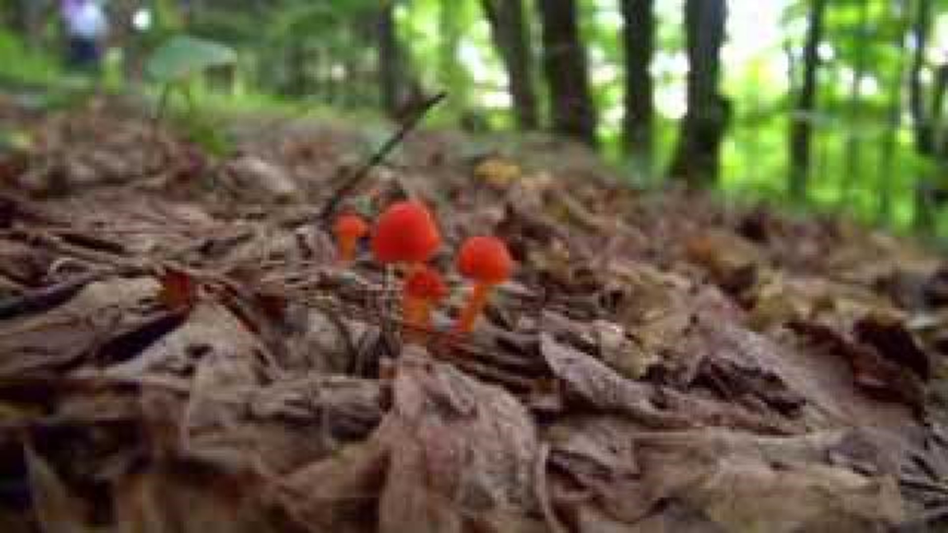 wayne mushrooms