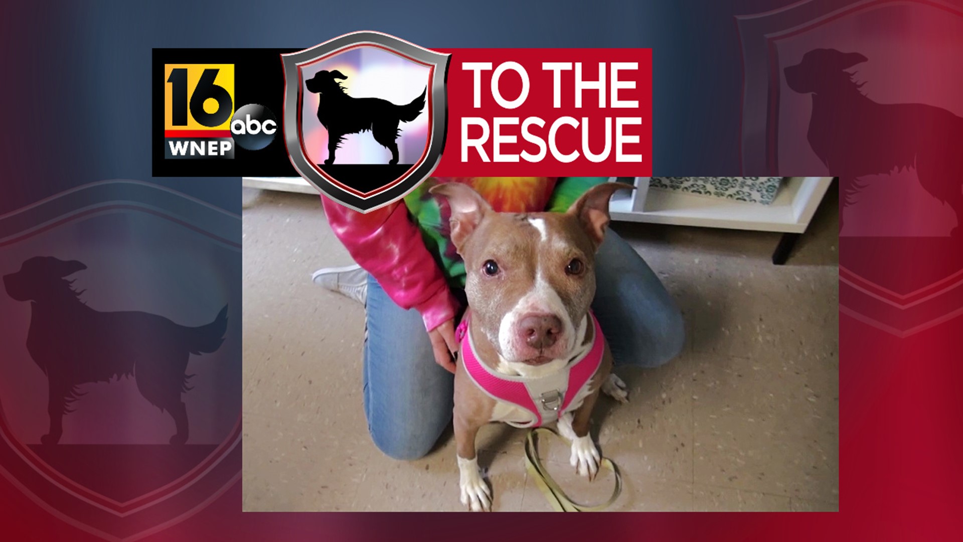 In this week's 16 To The Rescue, we meet a pit bull/mix who is a little bit older and looking for the perfect couch to cuddle on.