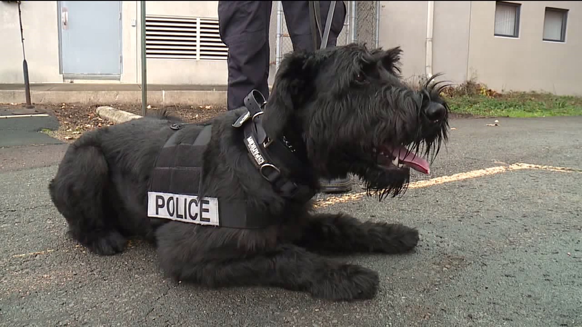 Carbondale Police Dog Among Top Dogs in the Country