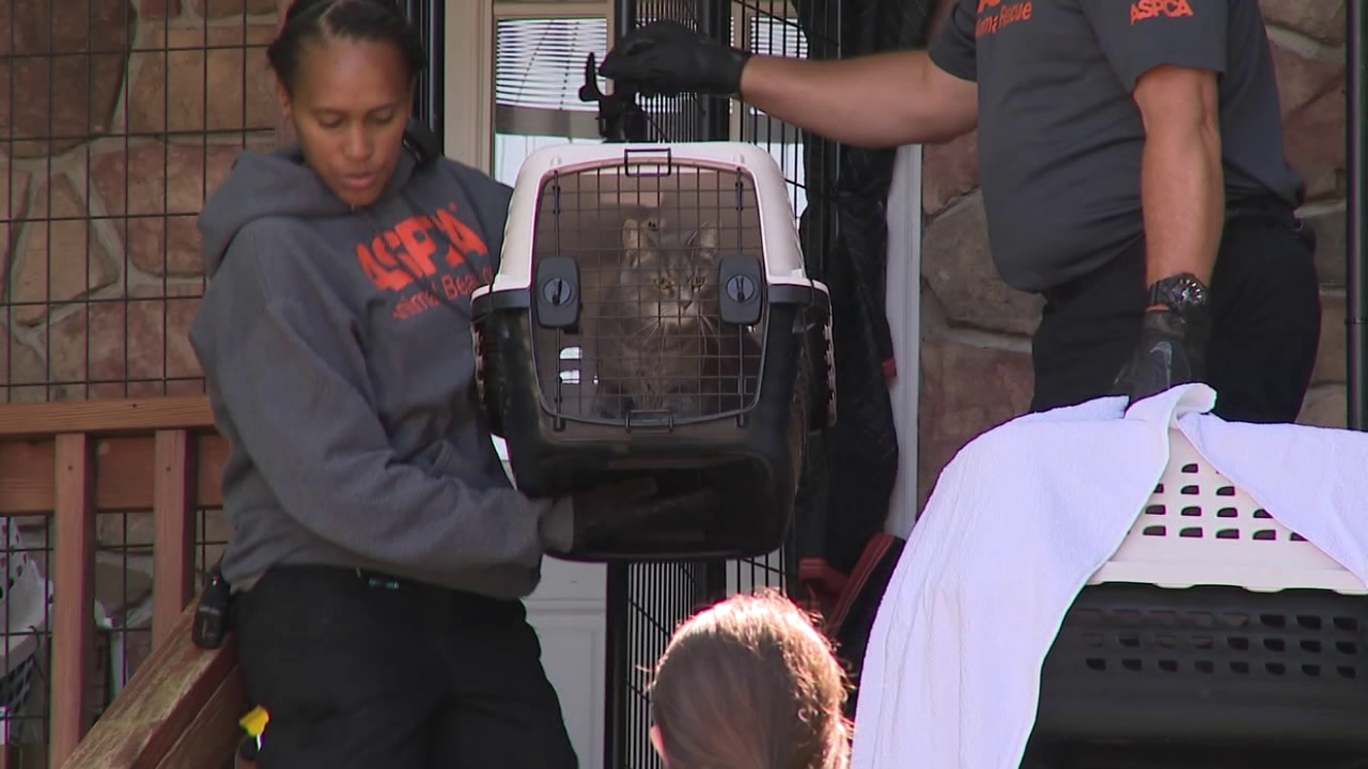 Dozens of humane society agents have been removing cats from a home in Olyphant.