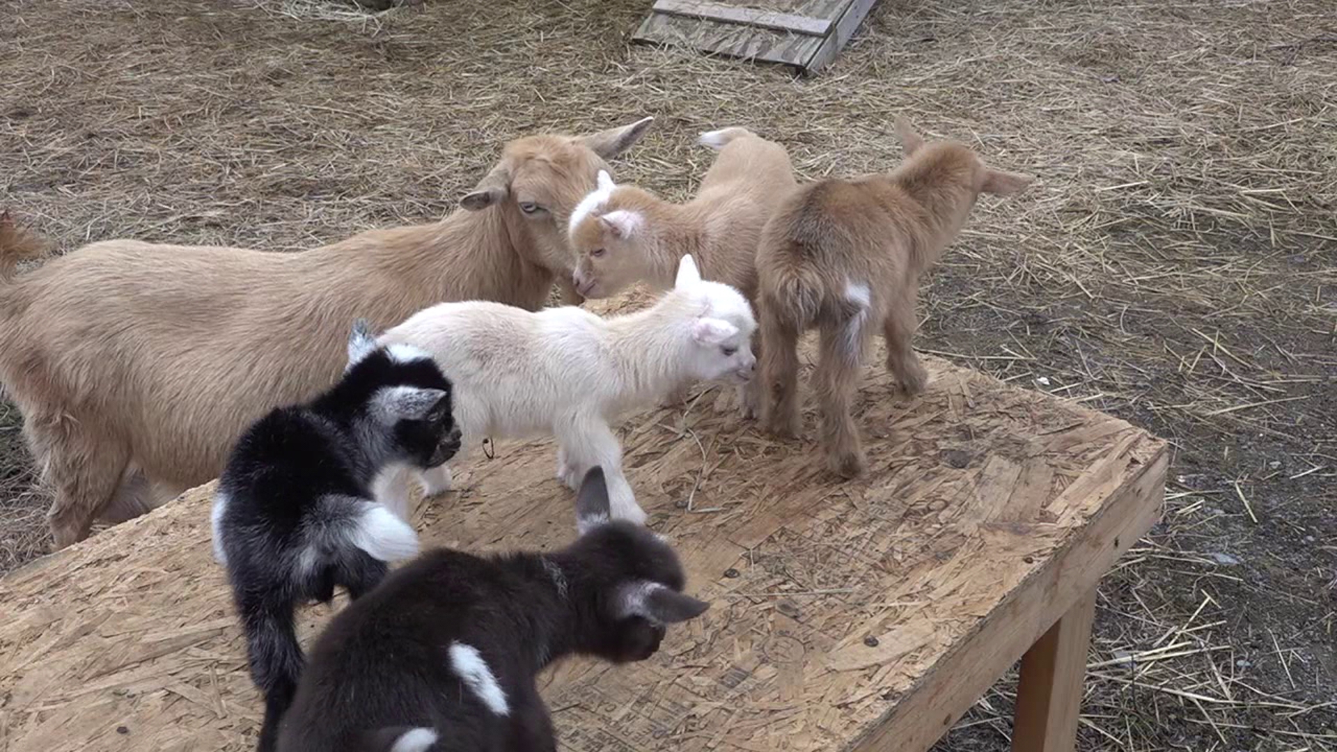wnep.com - Mackenzie Aucker - Lycoming County farm gets big surprise after Nigerian Dwarf goat has quintuplets