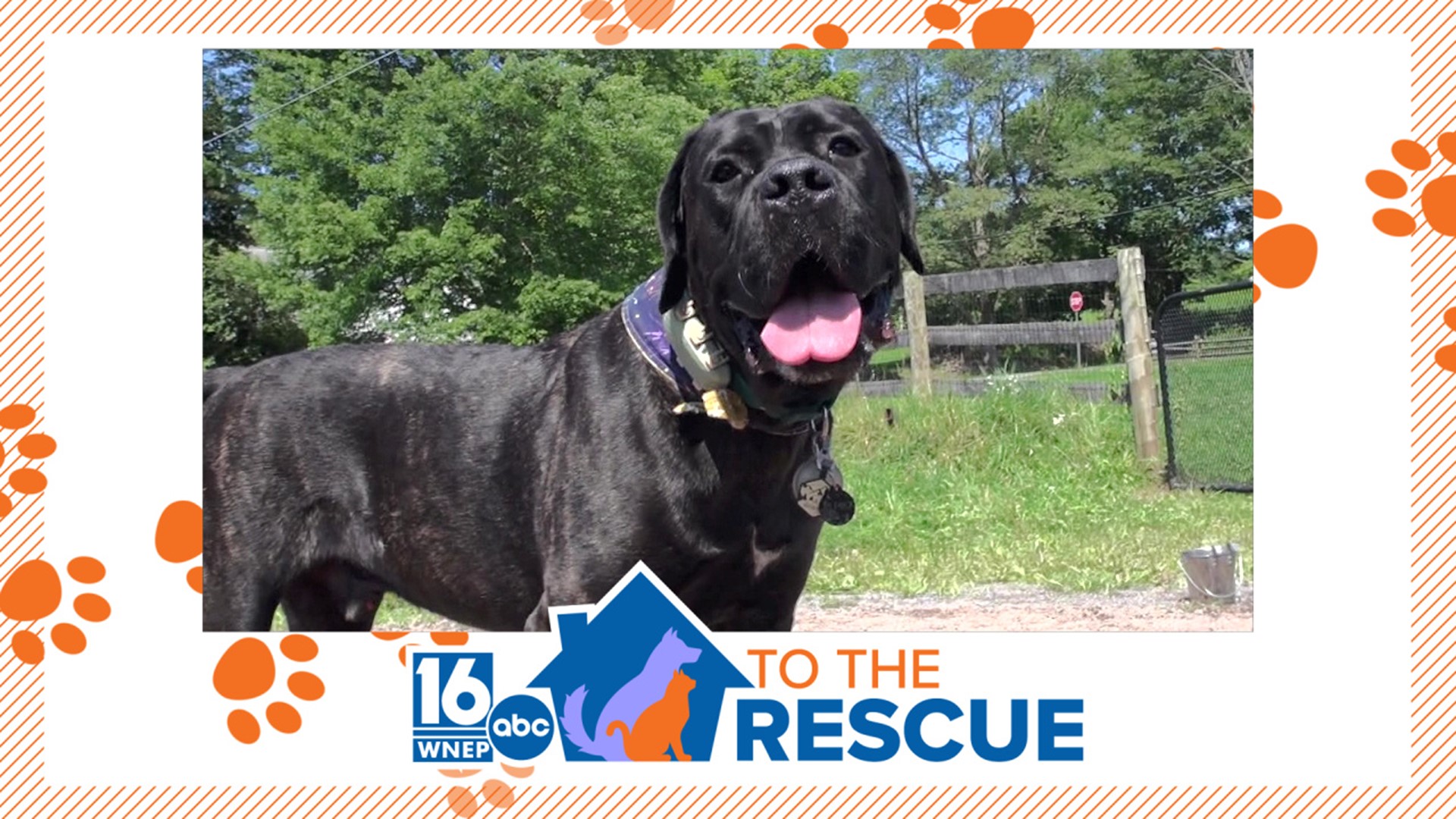 He's a big boy with a big heart. In this week's 16 To The Rescue, we meet Puck, who proves a puppy is a puppy no matter how big.