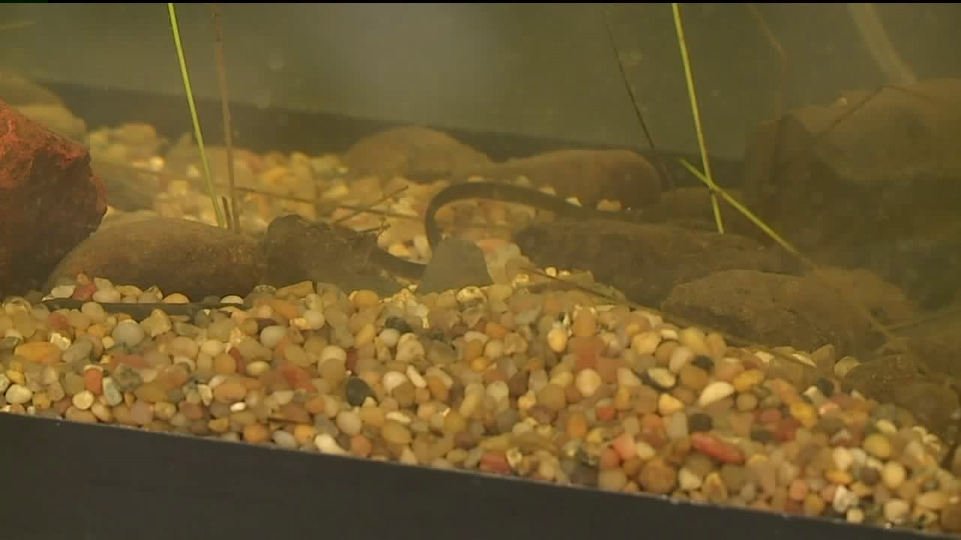 Students Help Raise Eels in Union County