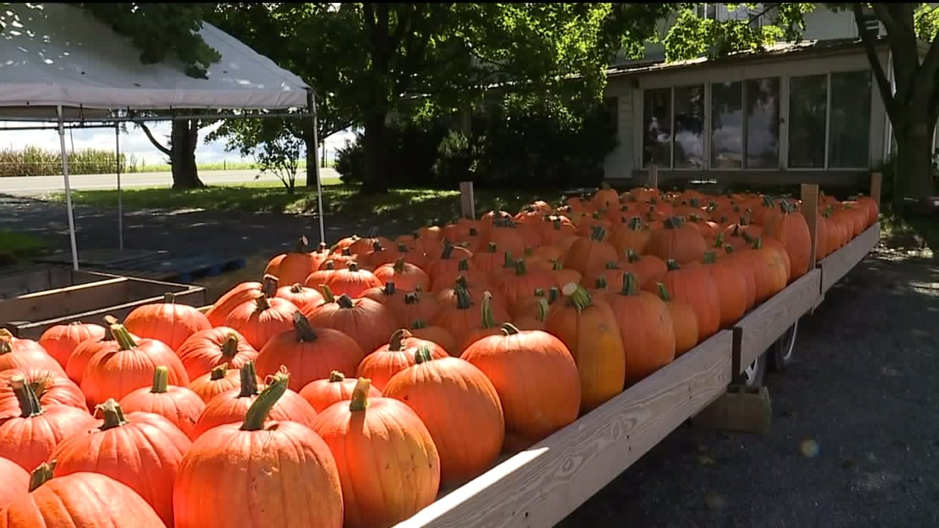 A Rainy Year for Pumpkins