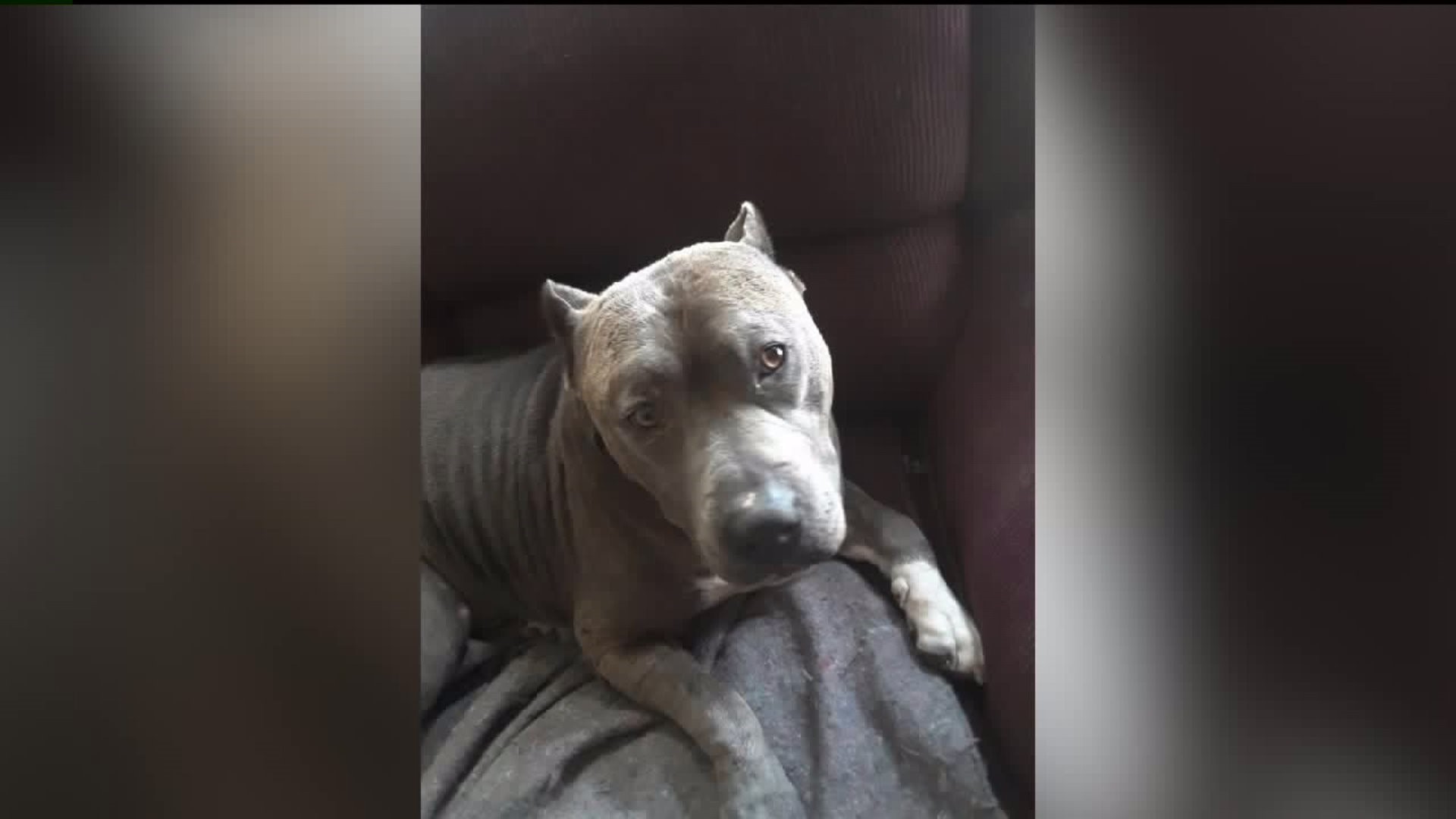 Pet Owners React to Pit Bull Getting Shot