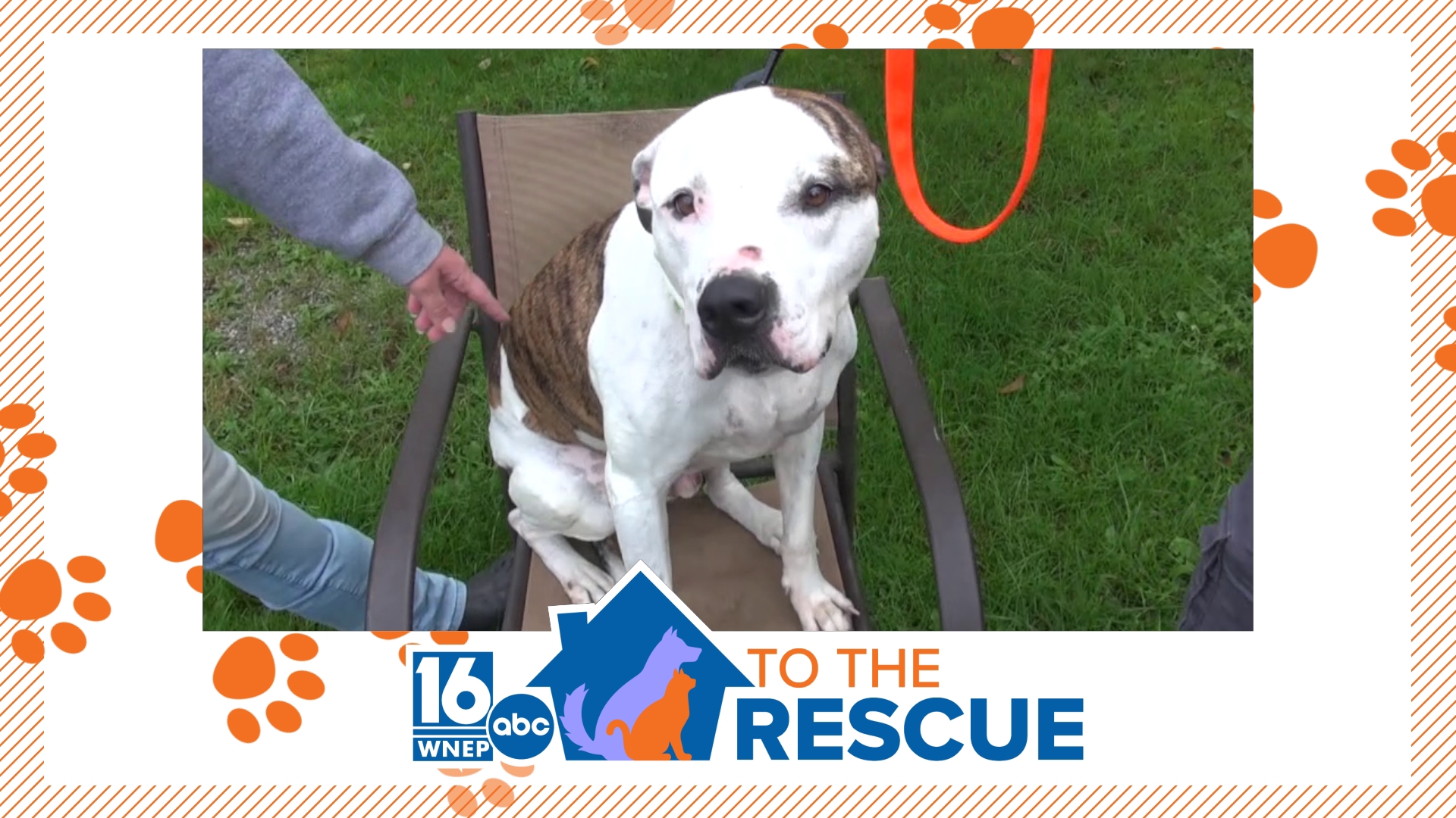 In this week's 16 To The Rescue, we meet an 8-year-old pit bull/mix who is looking for a second chance after his owner recently passed away.