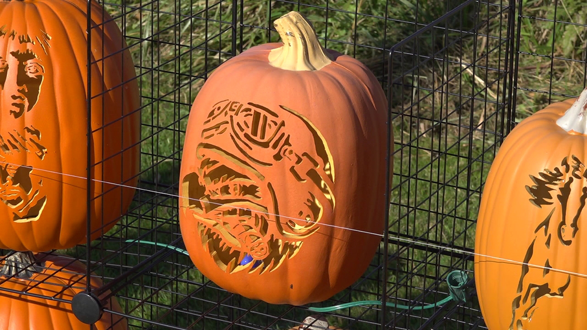 Newswatch 16's Jon Meyer introduces us to a woman in Northumberland County who carefully carves dozens of pumpkins.