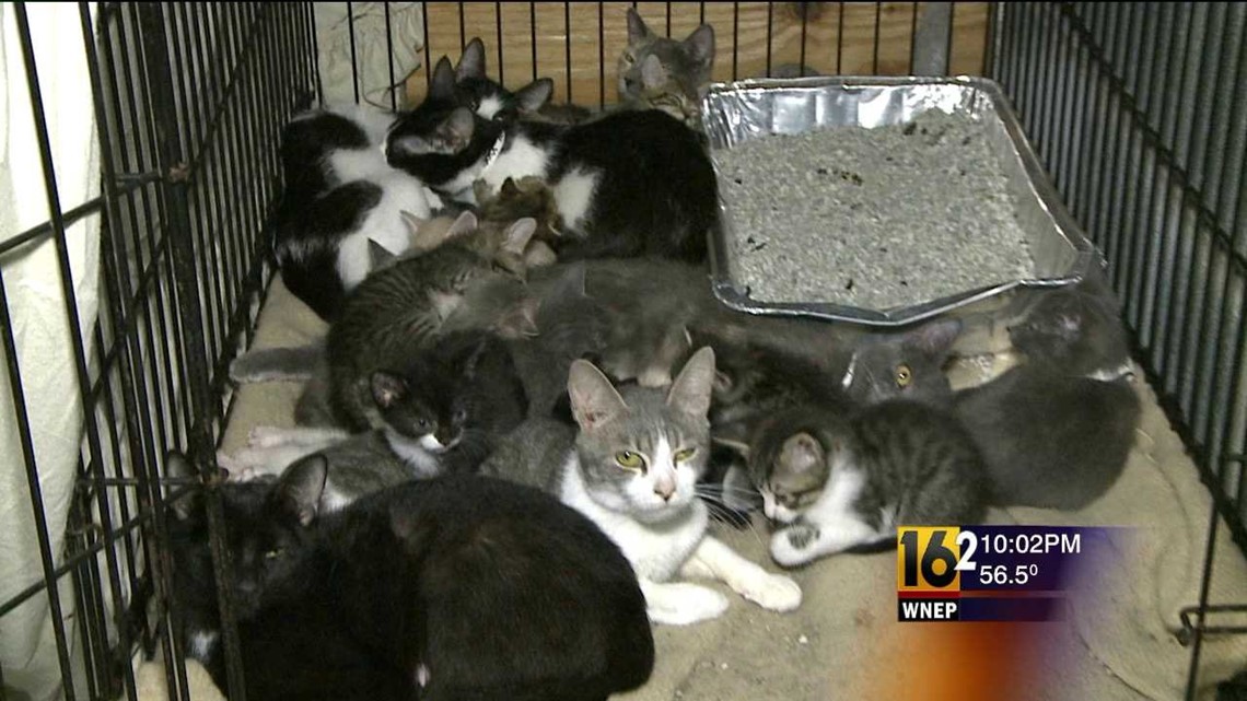 Woman Charged After More Than 50 Cats Are Removed From Her Home | wnep.com