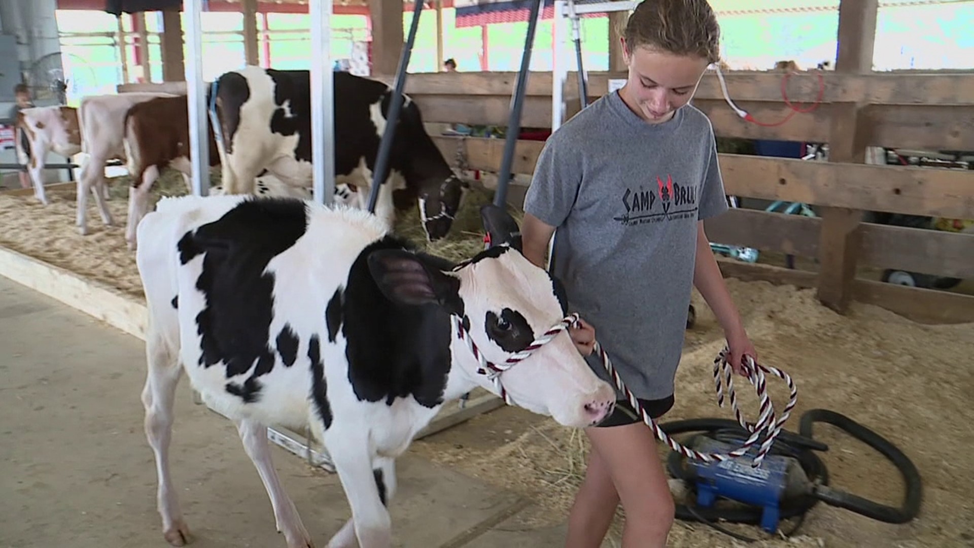 Farm animals of all kinds are on display this week at the Lycoming County Fair.