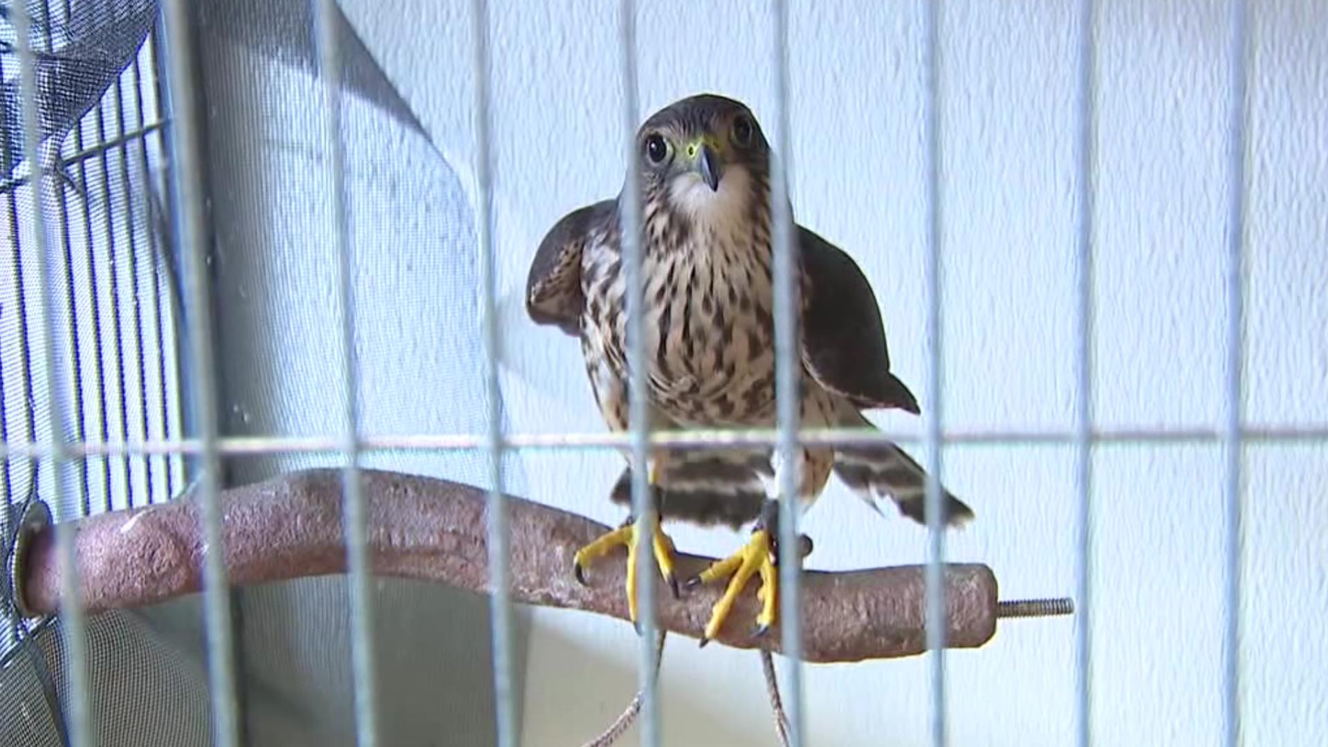 A wildlife rehabilitation center in Monroe County says this is already its busiest time of year and now it faces a surprise project.