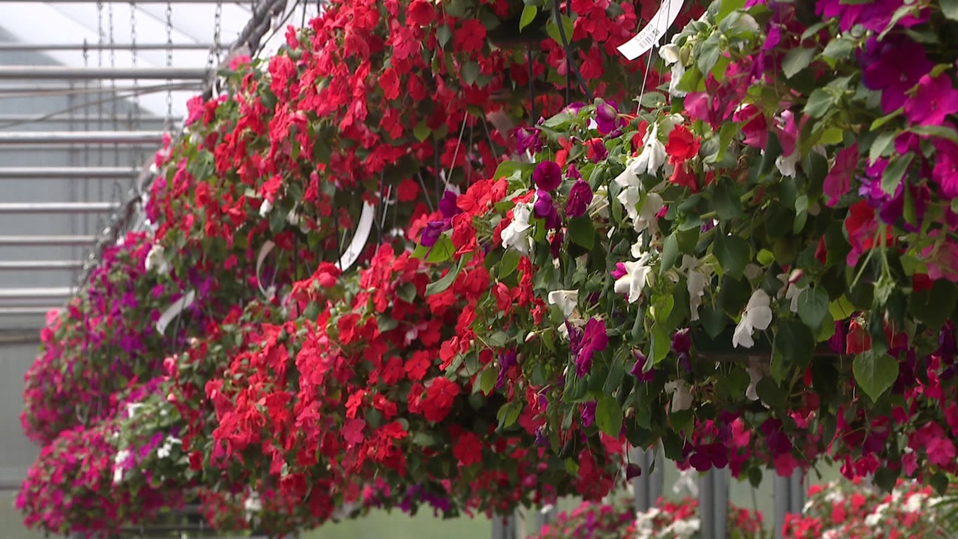 Visitors flocked to Corky's Garden Path this weekend in Lackawanna County to kick-start their gardening season as warmer weather arrives.