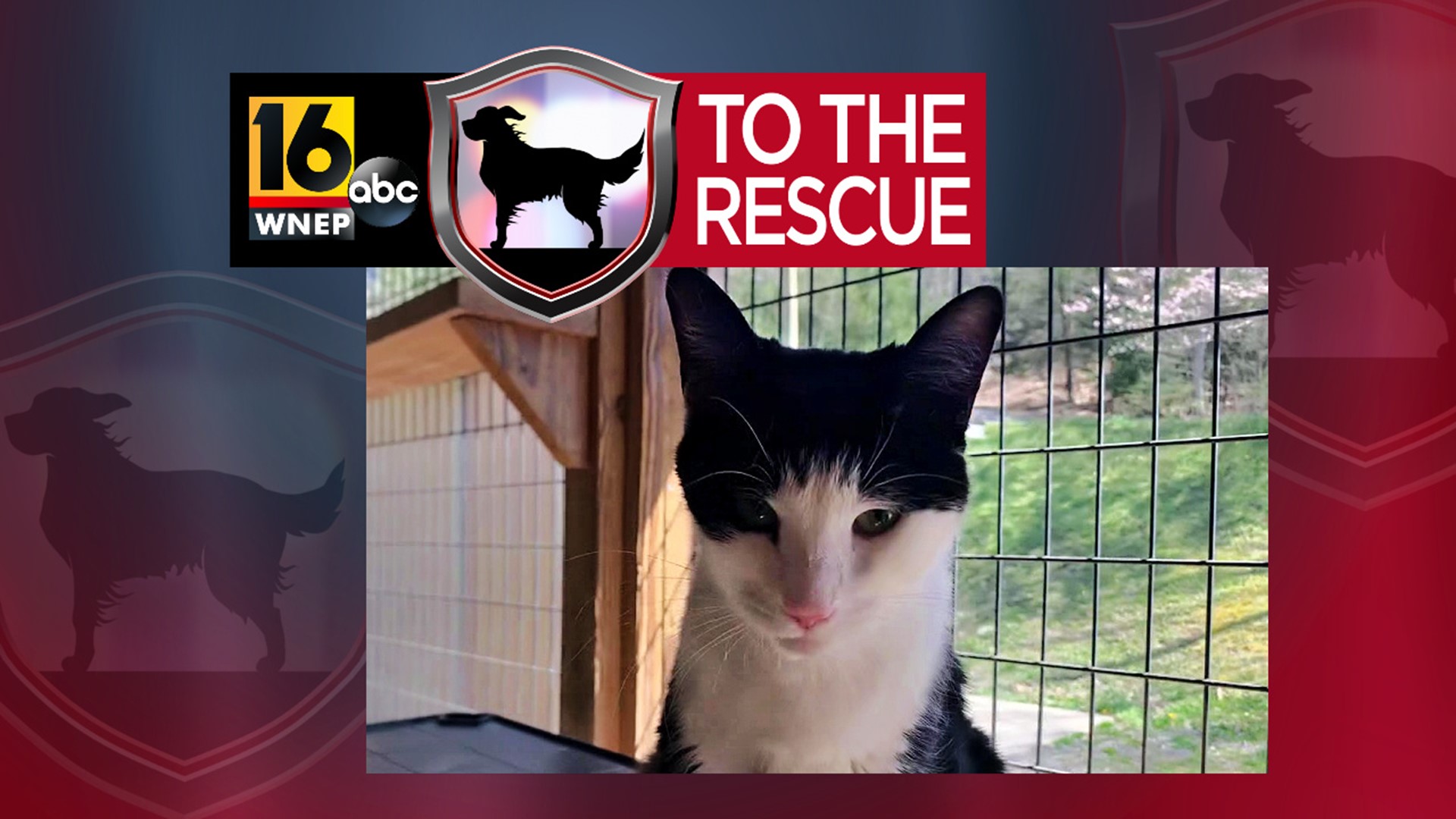In this week's 16 To The Rescue, we meet a 2-year-old cat who has been living at an animal shelter in Columbia County for almost a year now.