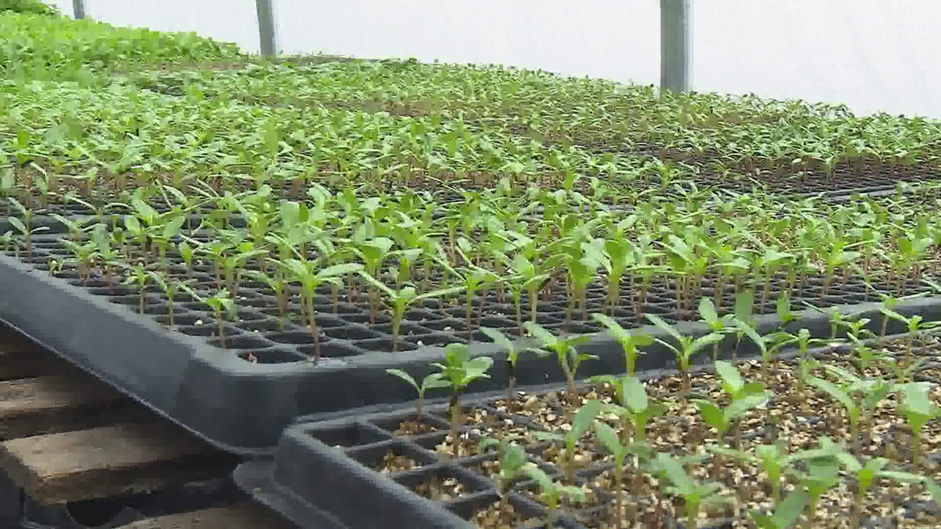 Employees at a greenhouse farm in Lackawanna County have loved the above-average temperatures in the last few days.