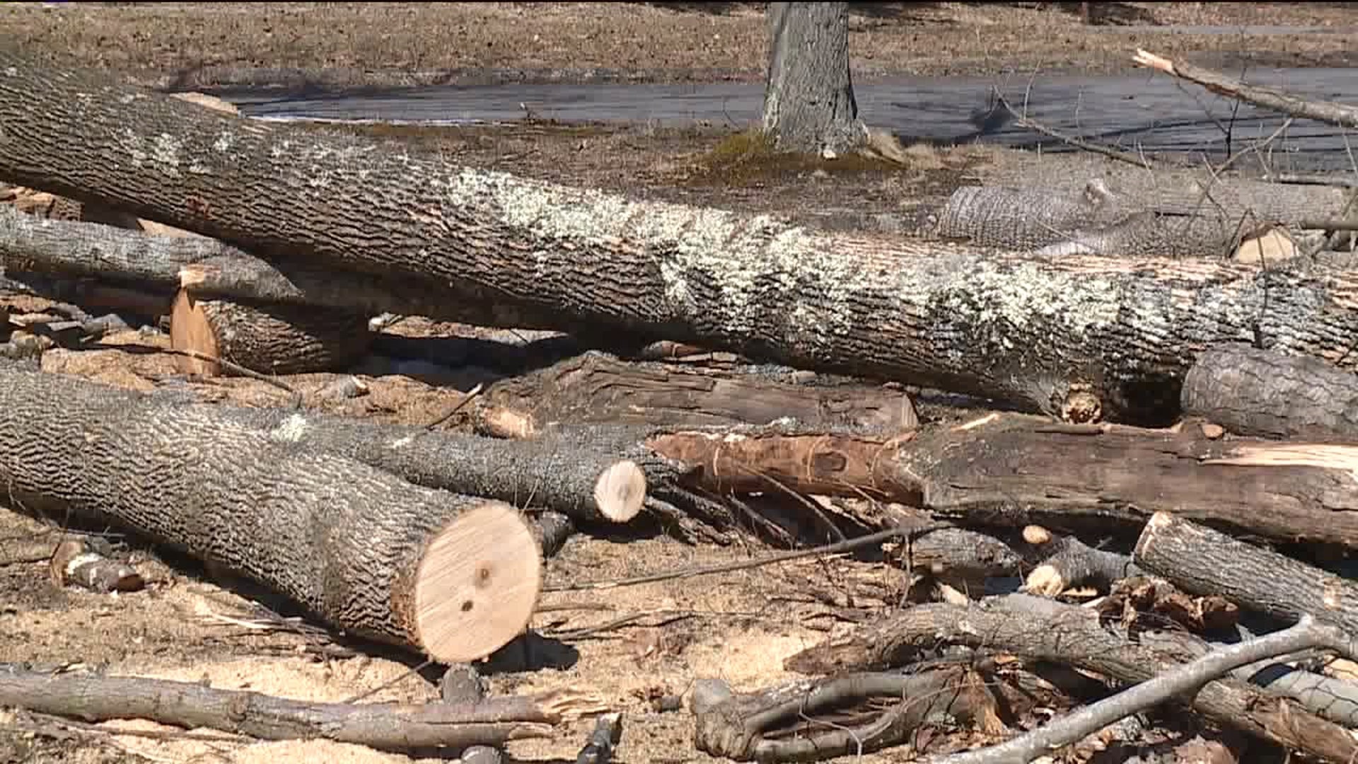 Battle Against Emerald Ash Borer at Lackawanna State Park