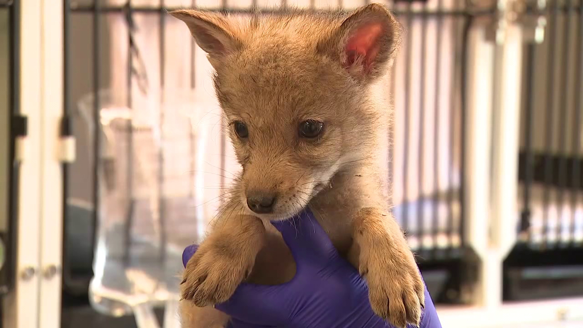 It's that time of year when a wildlife center in the Poconos takes in hundreds of baby animals.