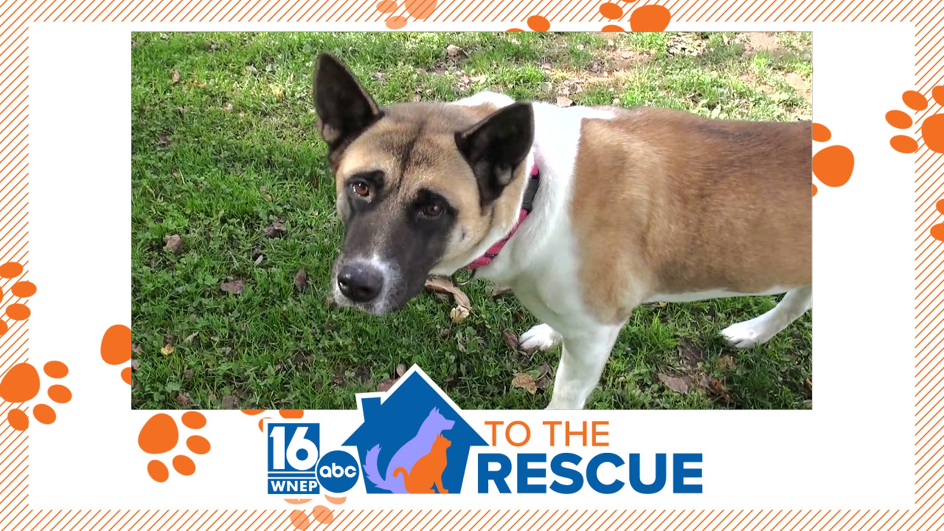 In this week's 16 To the Rescue, we meet a 2-year-old Akita named Delta who rescue workers say is very true to her breed.