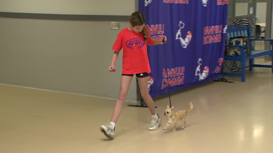 Danville student to compete at Westminster Kennel Club Dog Show - Vimarsana News