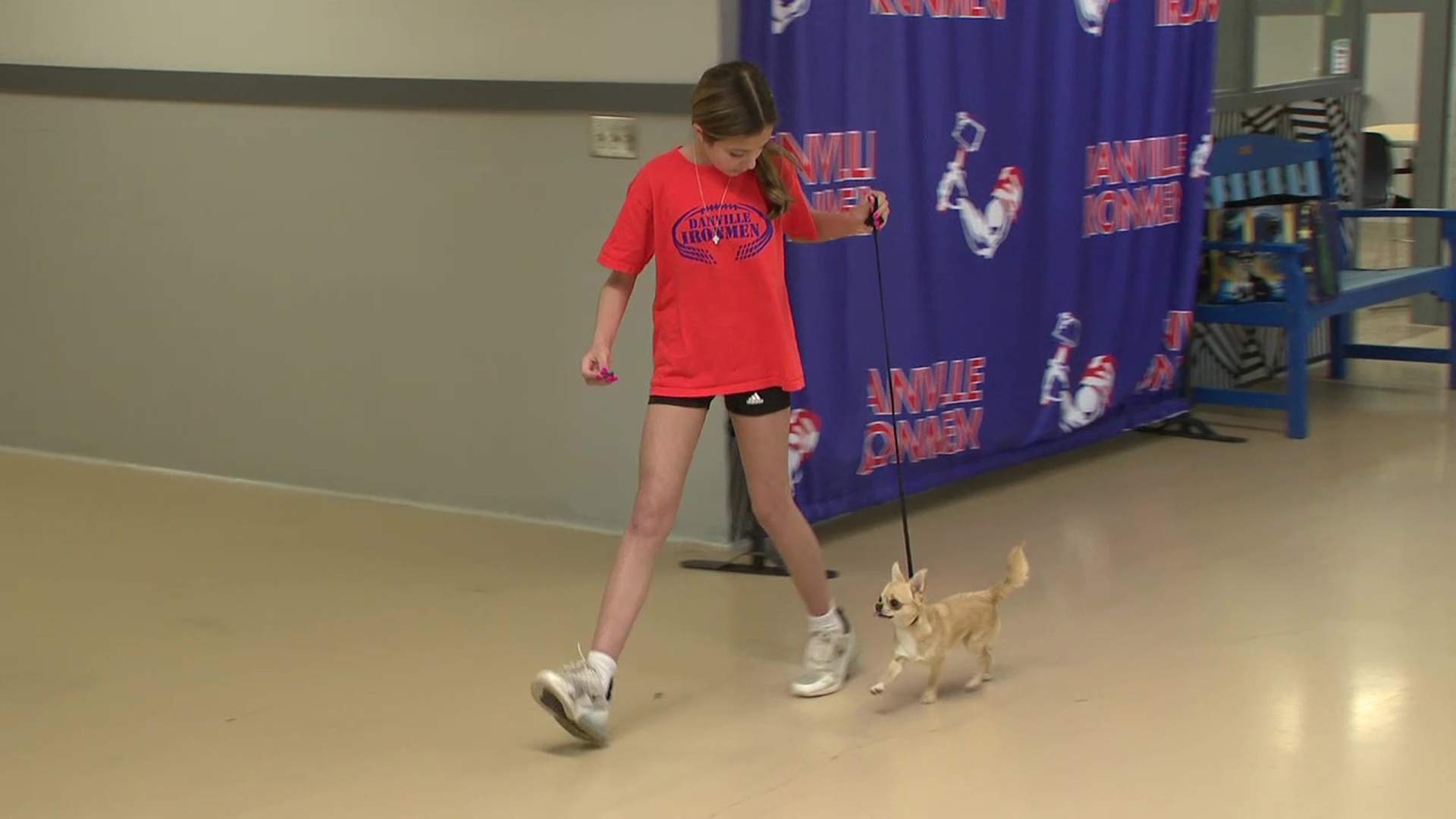 A middle school student from Danville hopes she will come out as top dog next weekend when she competes at the Westminster Dog Show.