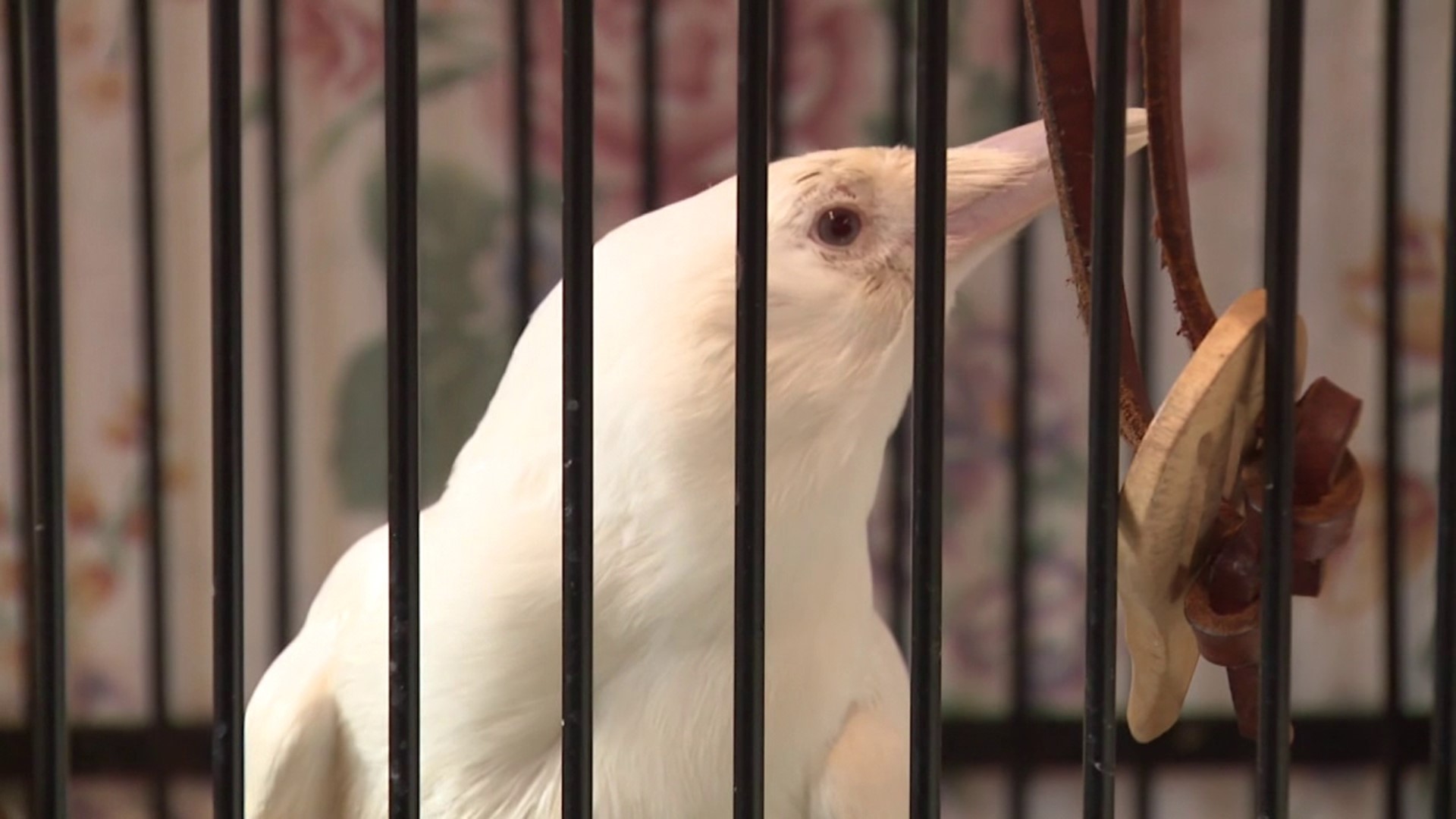 Employees at Pocono Wildlife Rehabilitation and Education Center are concerned about their birds now that avian flu is spreading in the northeast.