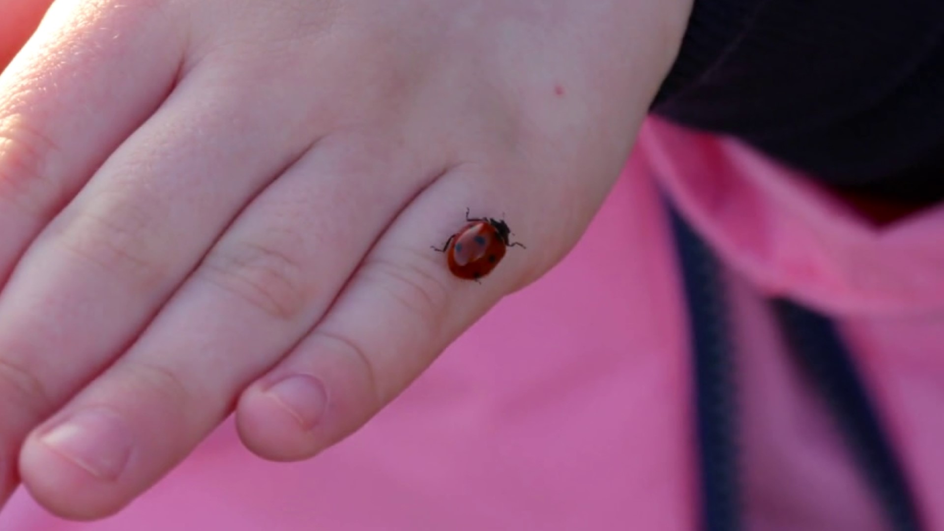 If you've noticed a lot of ladybugs around your house recently, you're not alone. But they're most likely something else.