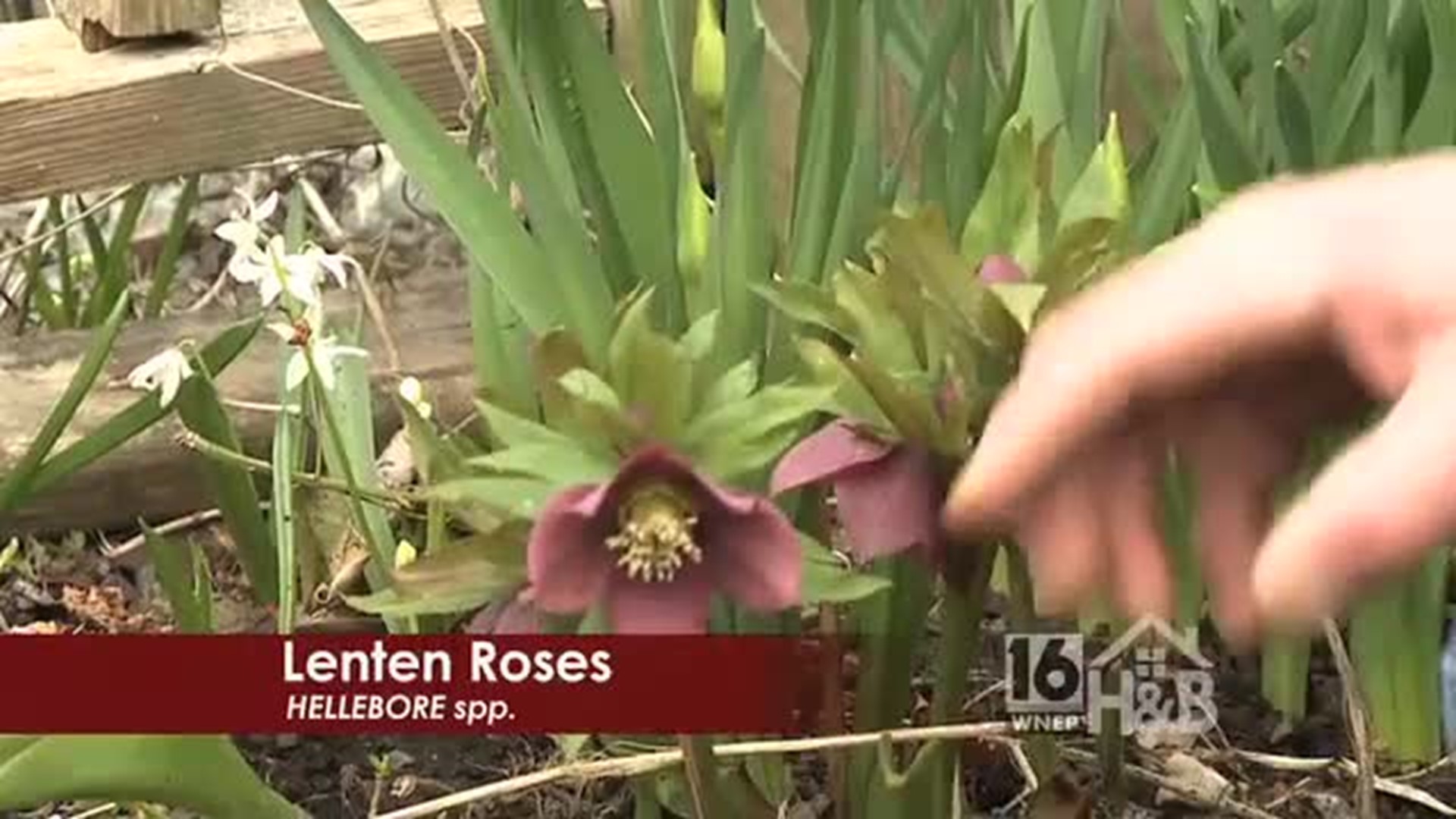 Garden Tip: Lenten Roses