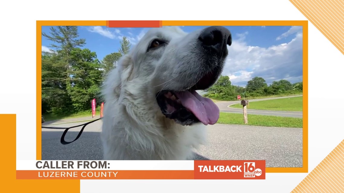 Talkback 16 Let barking dogs bark