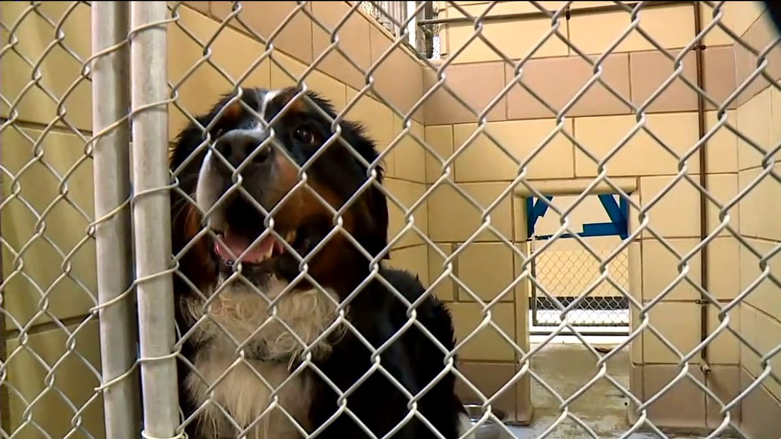 New Pennsylvania Animal Rescue Law Wnep Com