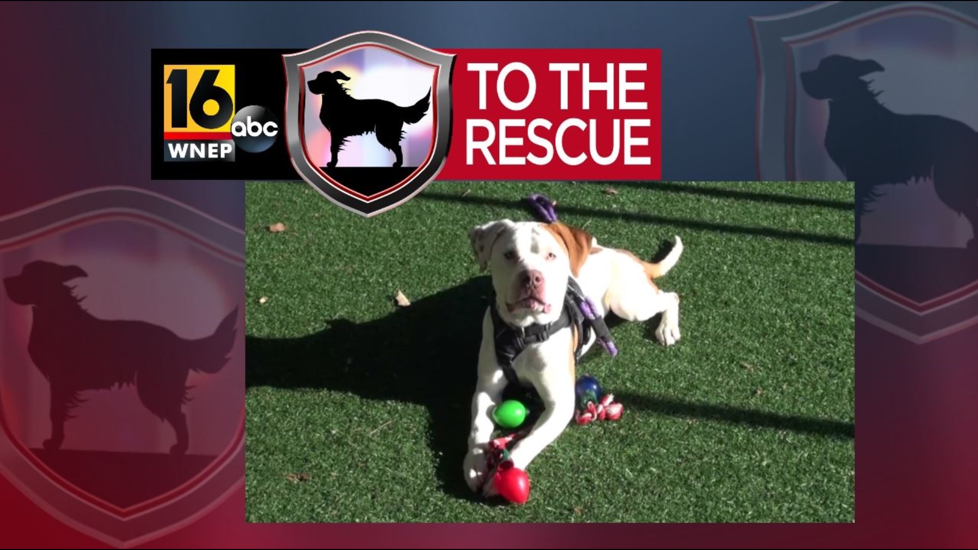 In this week's 16 To The Rescue, we meet one of the longer-term residents at SPCA of Luzerne County. Big Mac has been living shelter life for more than a year now.