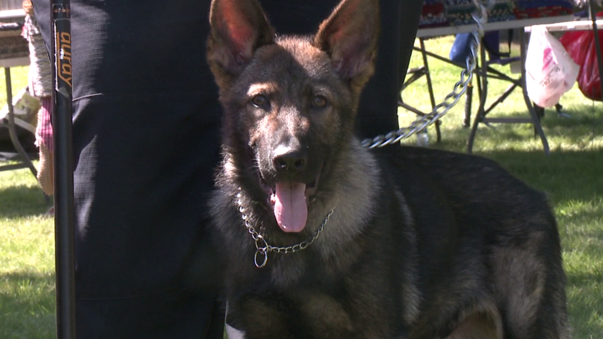 The money raised will go towards Jax's training, which will cost the department thousands of dollars.