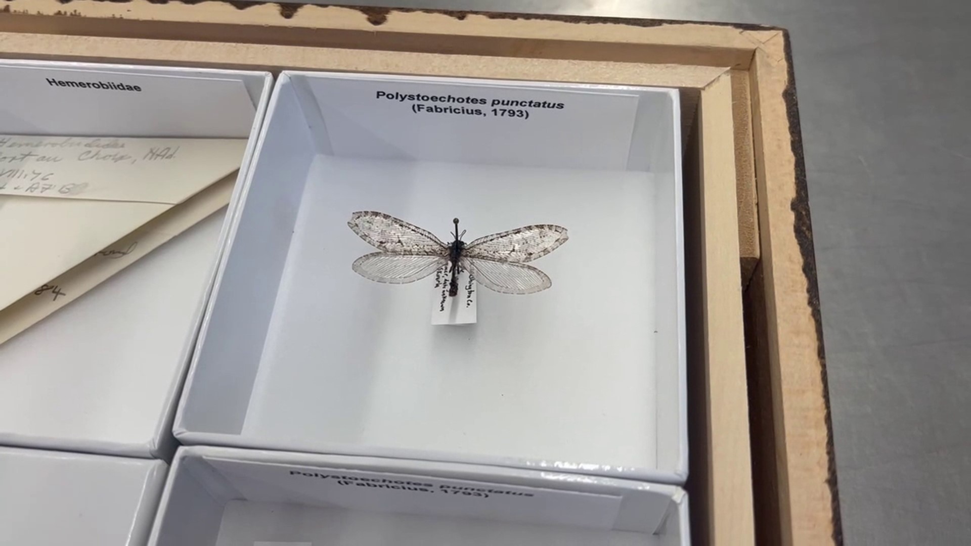 The Giant Lacewing was found in 2012 in Arkansas and rediscovered a decade later at Penn State University.