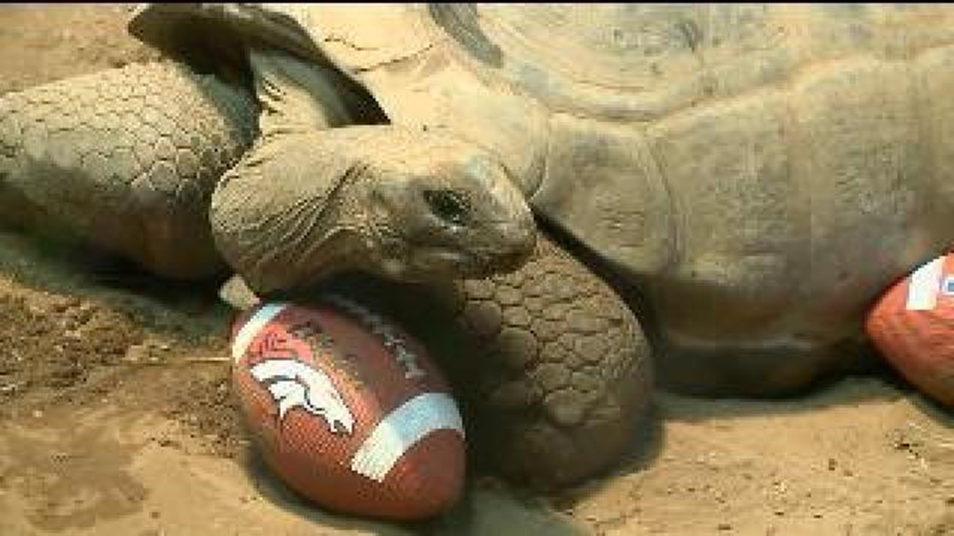 Tortoises Offer Super Bowl Predictions