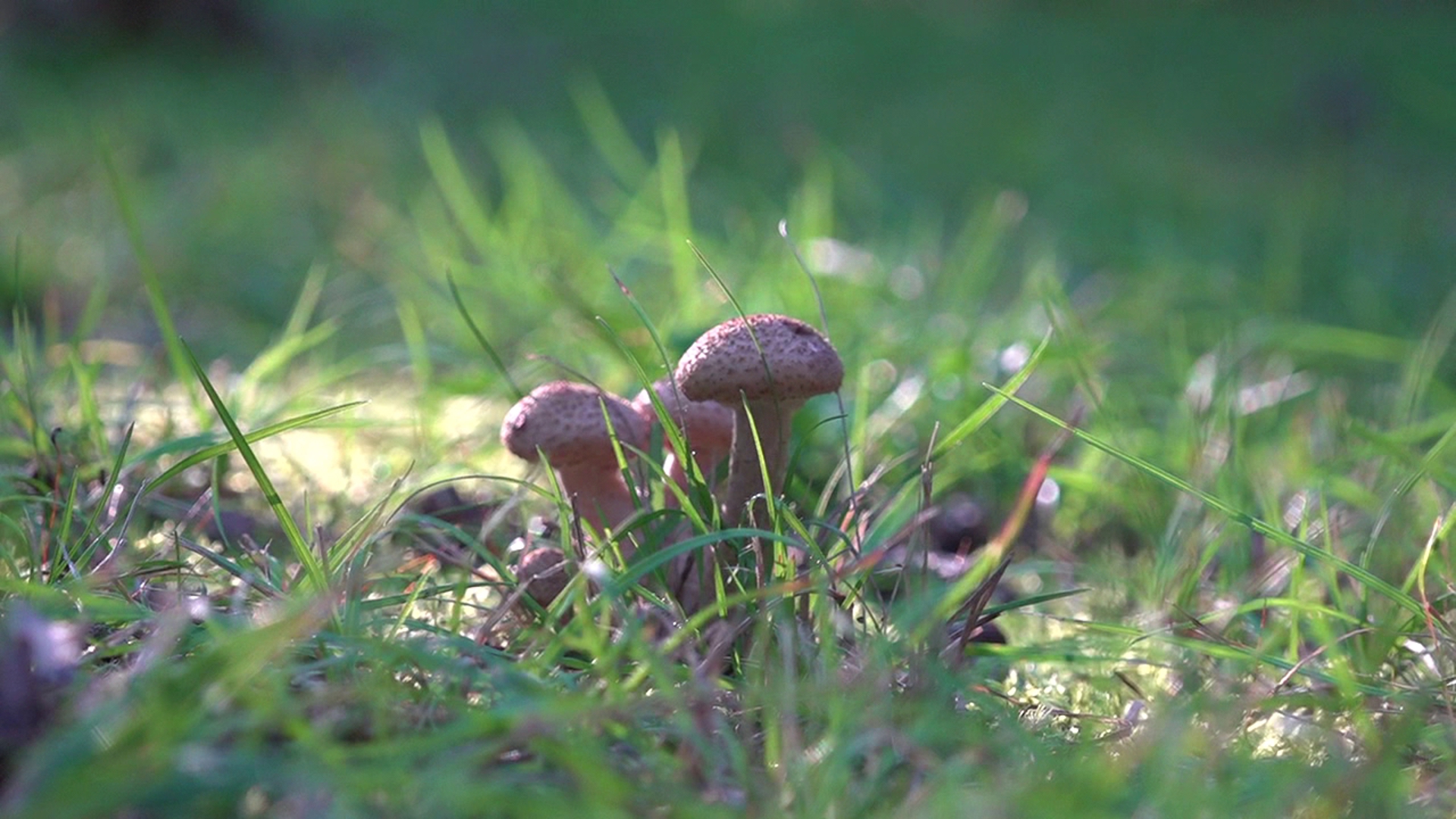 Newswatch 16's Chelsea Strub checks out the fun in fungi on a mushroom hunting trip in Lehman Township.