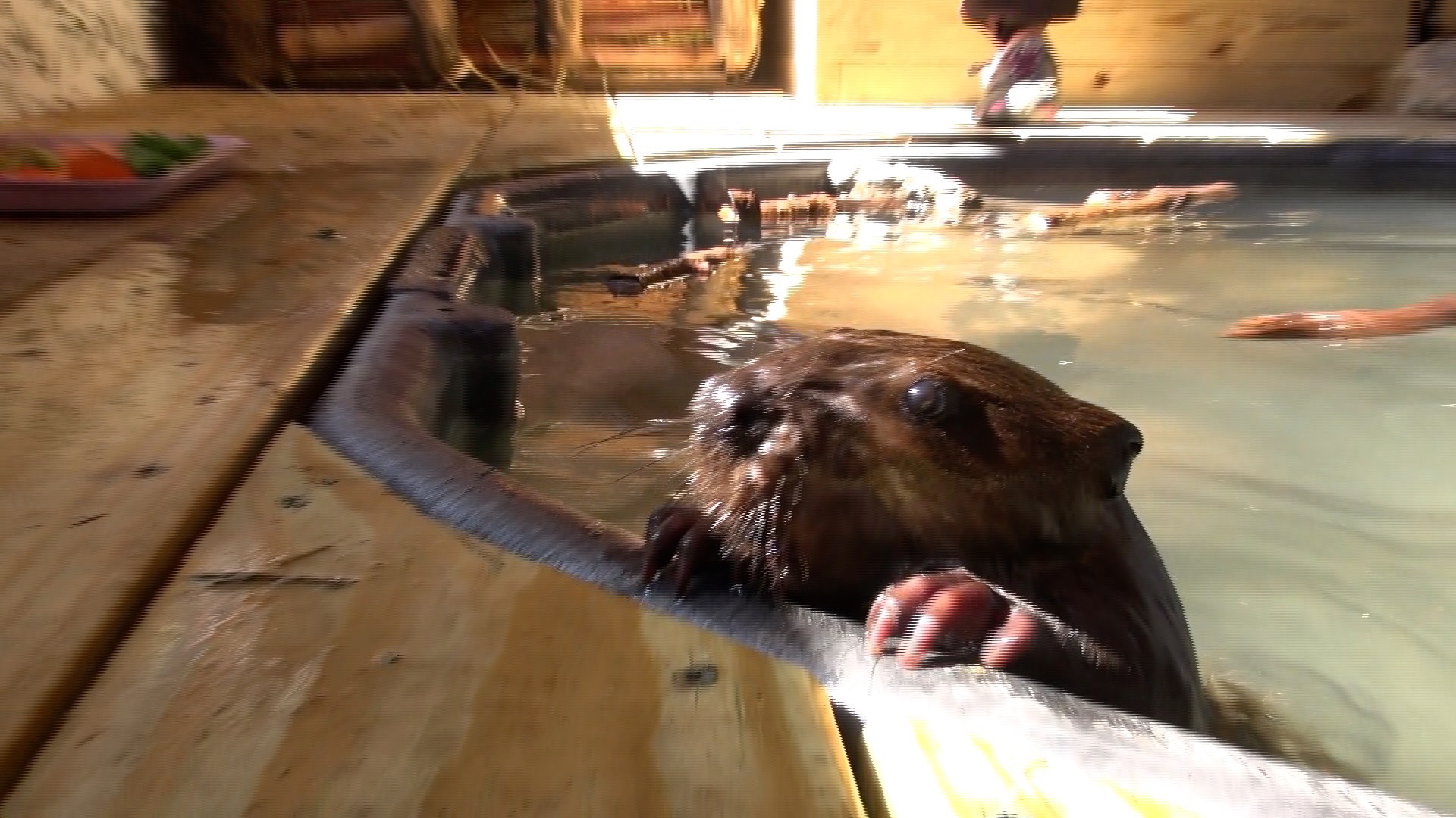 The Pocono Wildlife Rehabilitation Center has adopted a baby beaver.