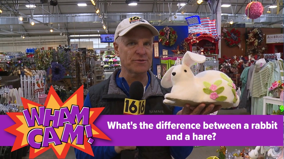 What's the difference between a rabbit and a hare?