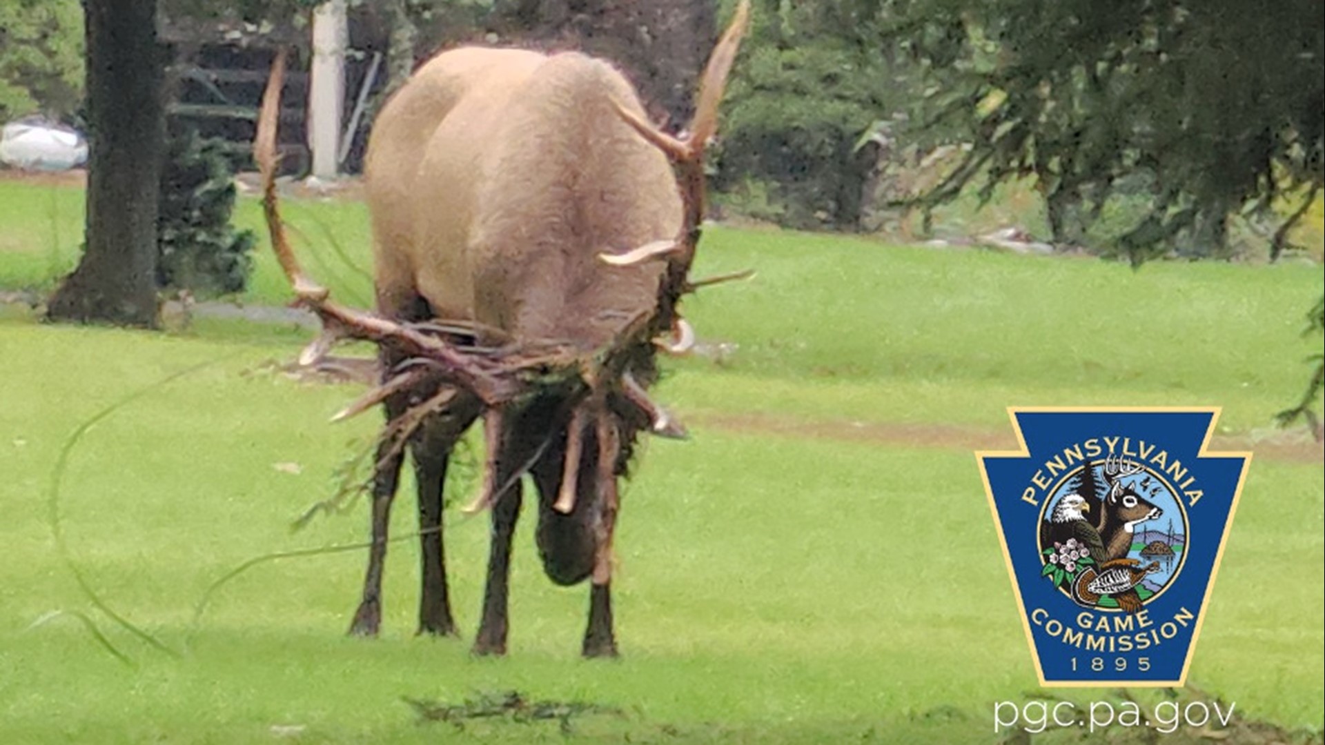 Pennsylvania Game Commission officials and biologists were able to help the bull elk by untangling its huge antlers.