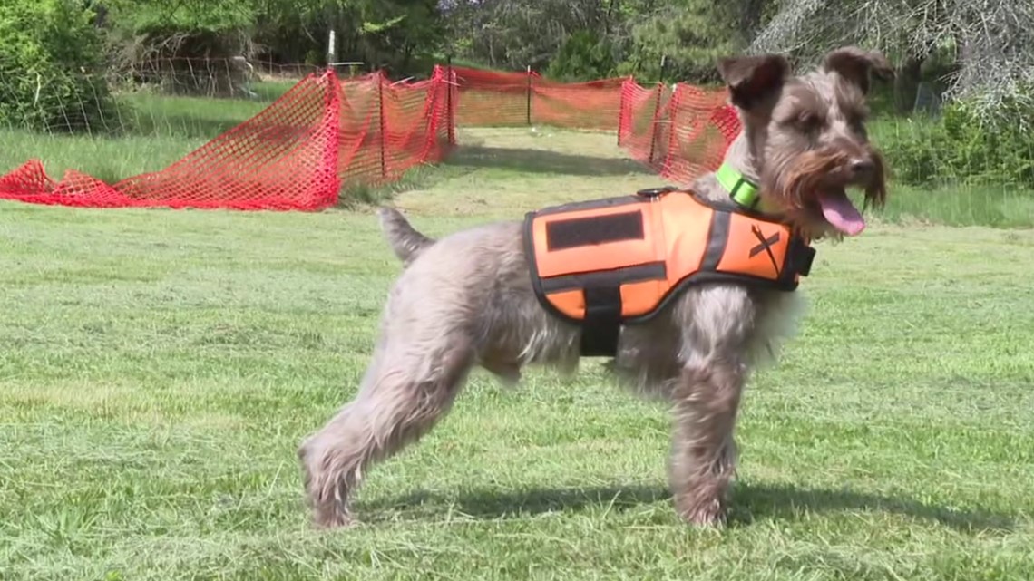 Monroe County dog one of the fastest in the country - Vimarsana News