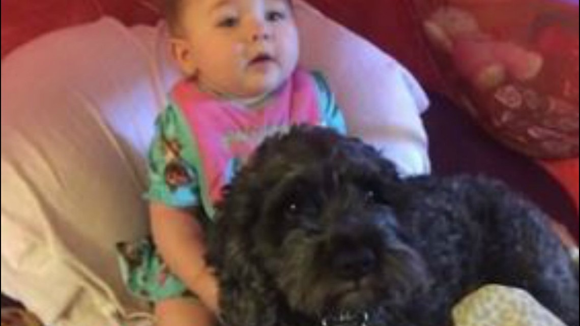 Family Dog Dies After Using Body to Shield 8-Month-Old From House Fire ...