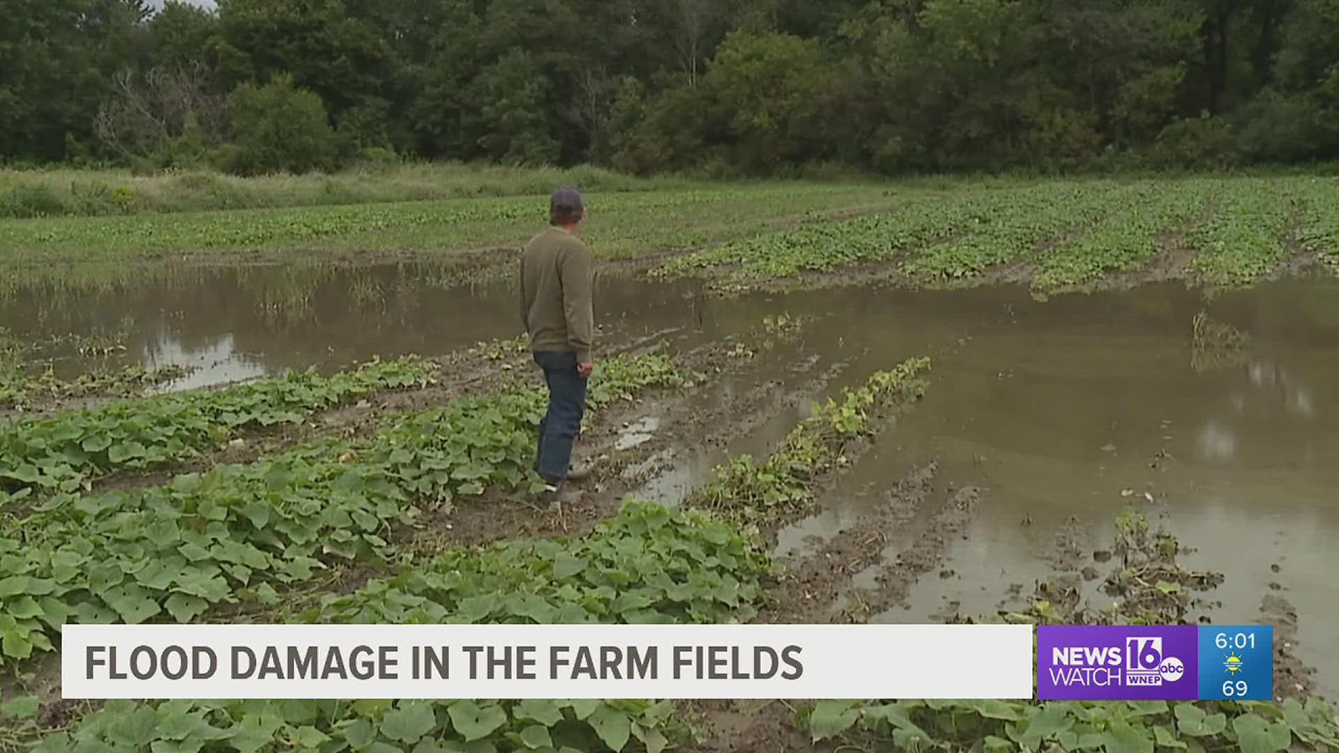 Farmers at Omalia's in Plains Township say a lot of fall crops have been damaged by the rain Ida brought to our area.