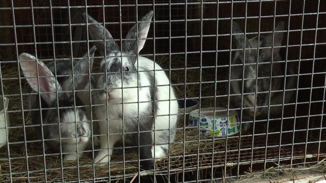 Bear Attacks, Kills Family’s Prize Rabbits Three Times | wnep.com