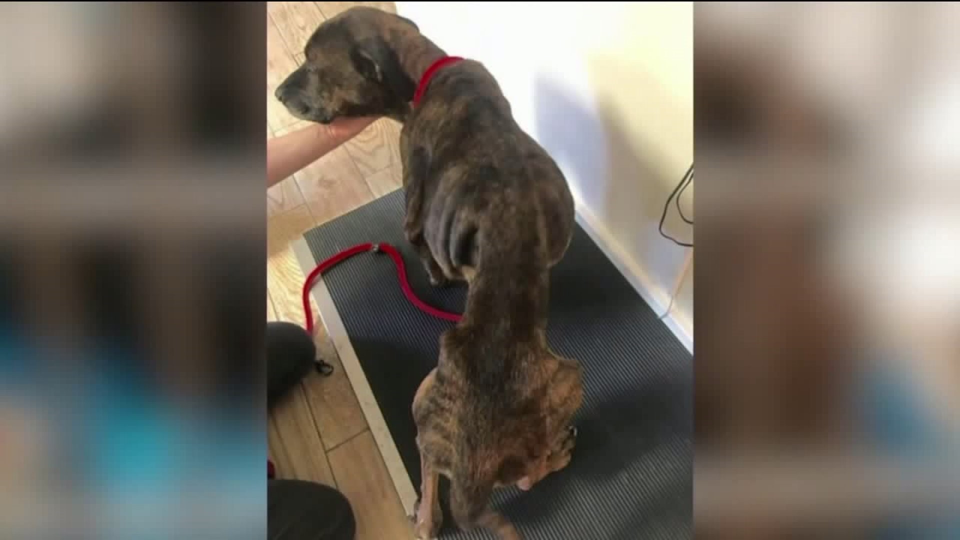 Dog Found Emaciated, Recovering at Animal Shelter