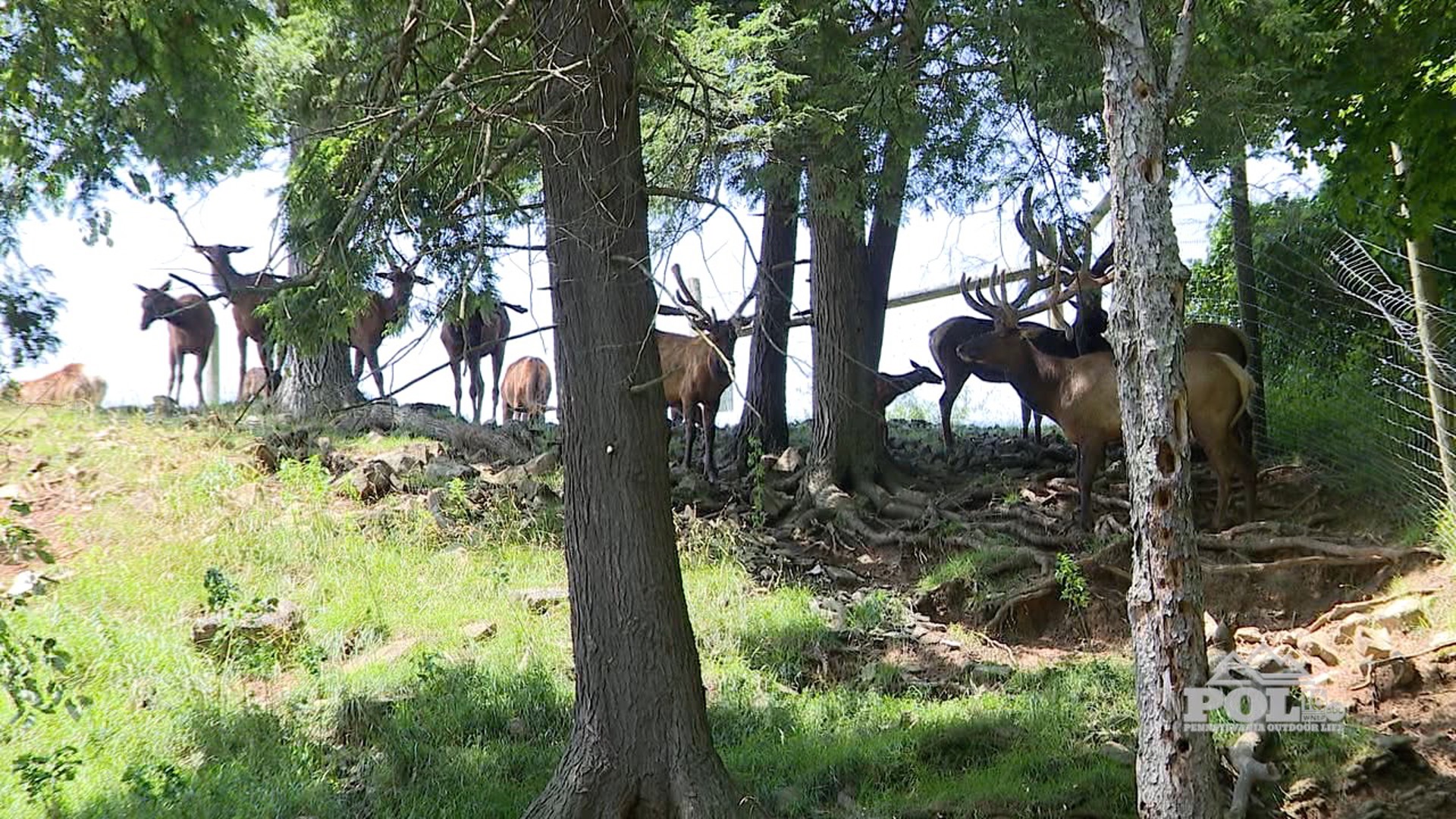 Wildlife Park Tour