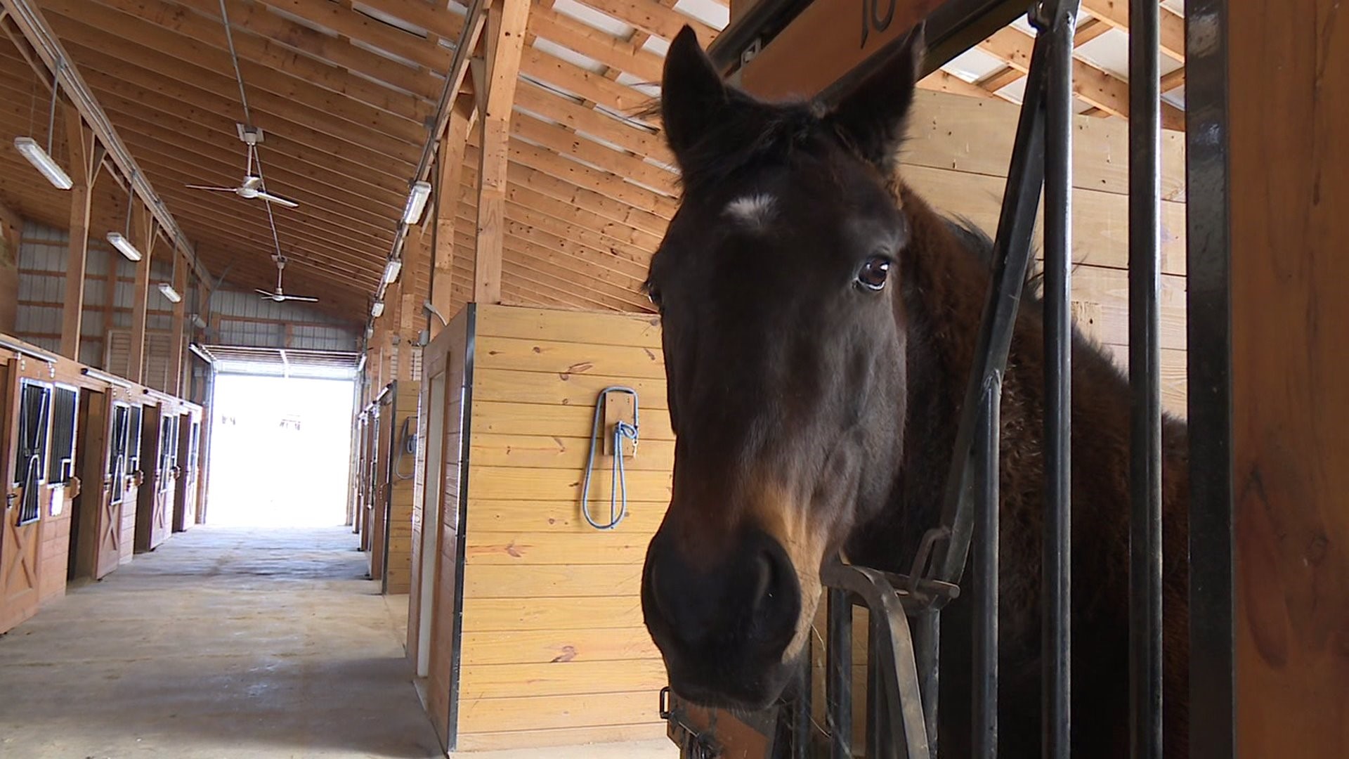 Troopers Seeking Horses to Join Their Ranks