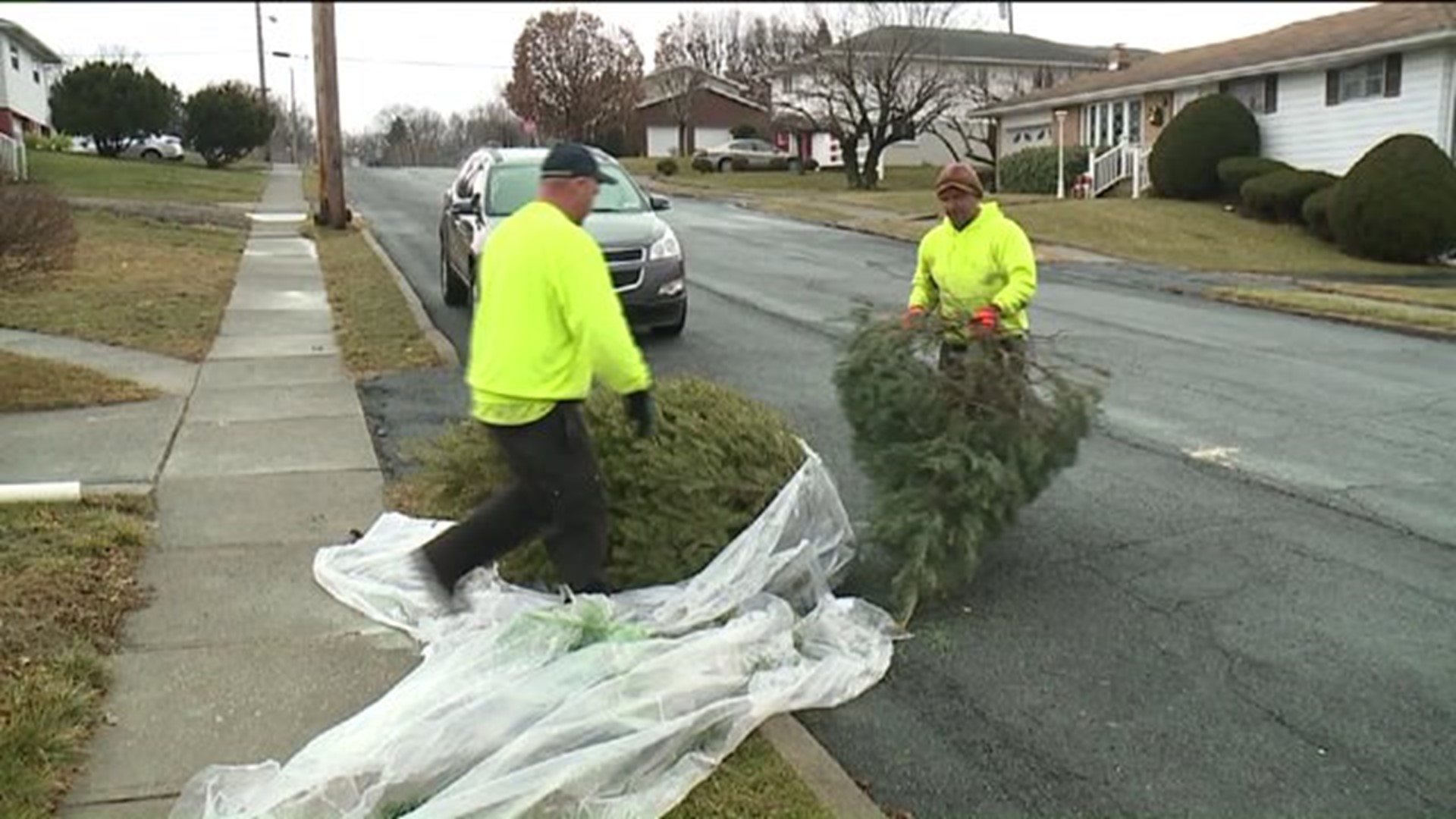 Power To Save: Fresh Start for Christmas Trees